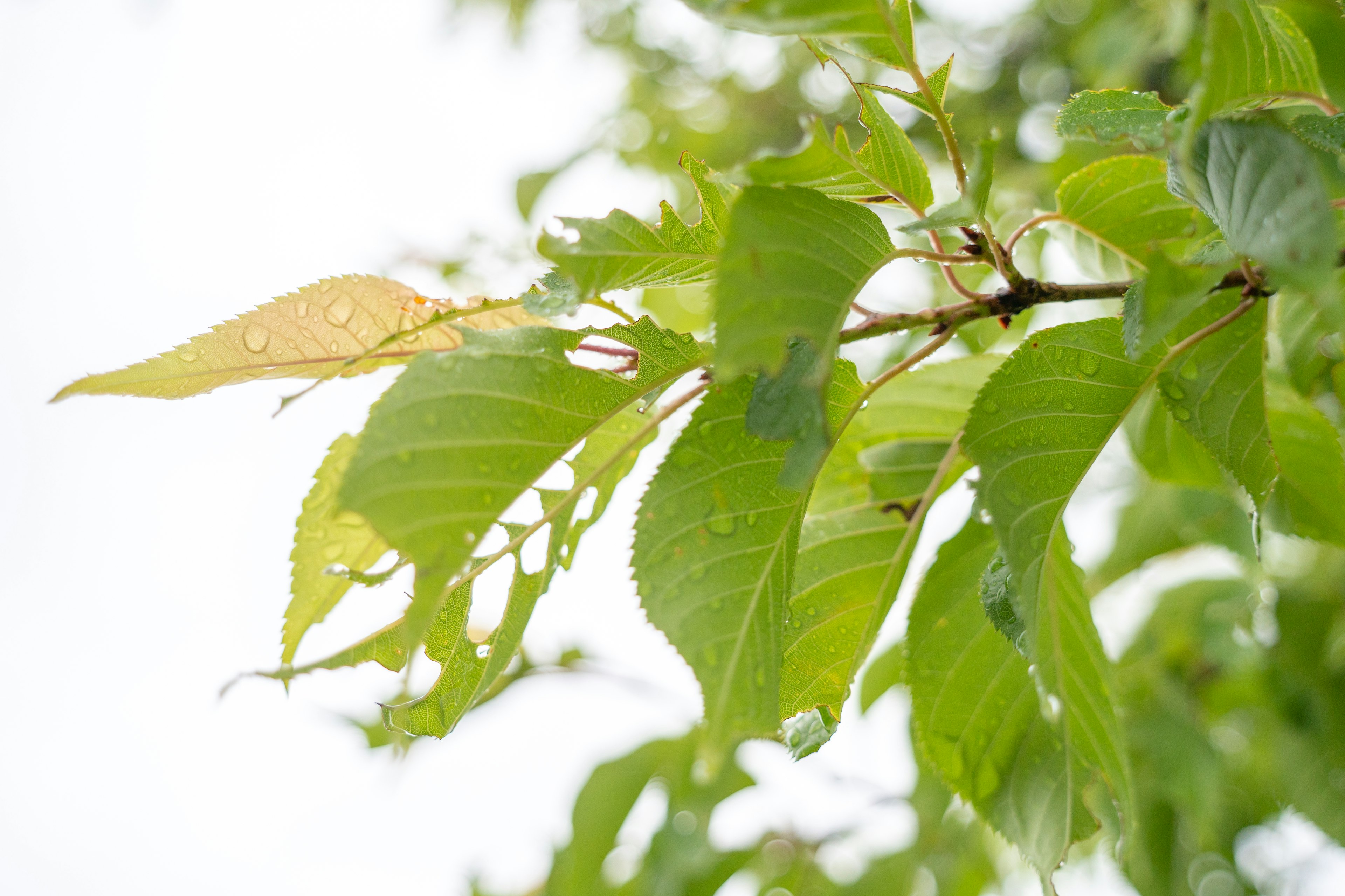 Gros plan de feuilles vertes avec des gouttes d'eau sur des branches