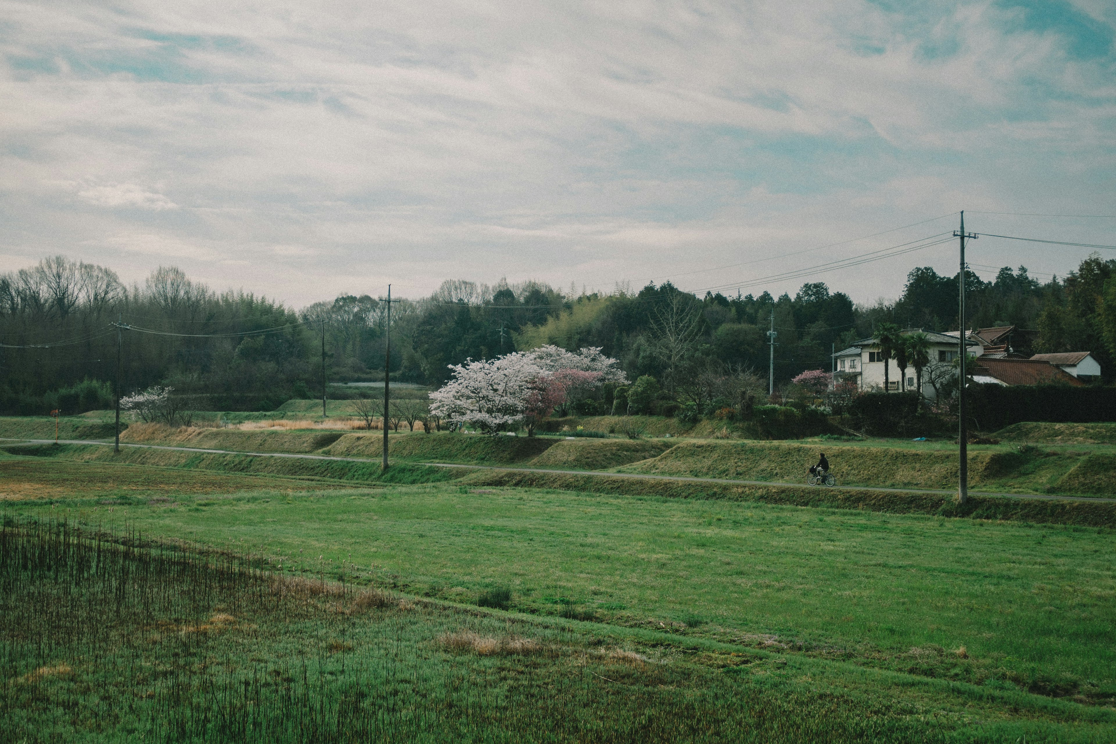 Paysage avec des champs verts et des cerisiers en fleurs