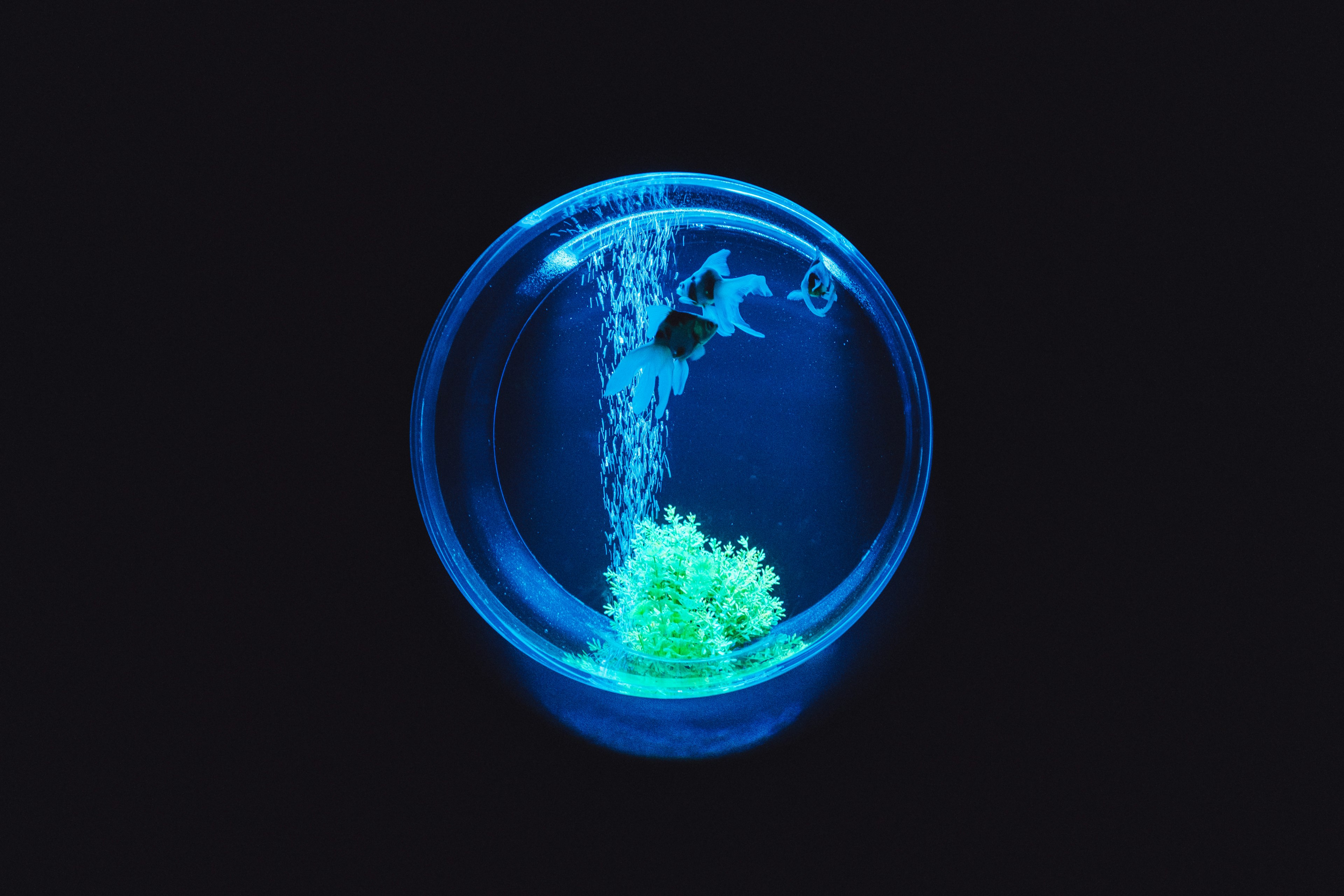 A blue aquarium with green aquatic plants and bubbles rising