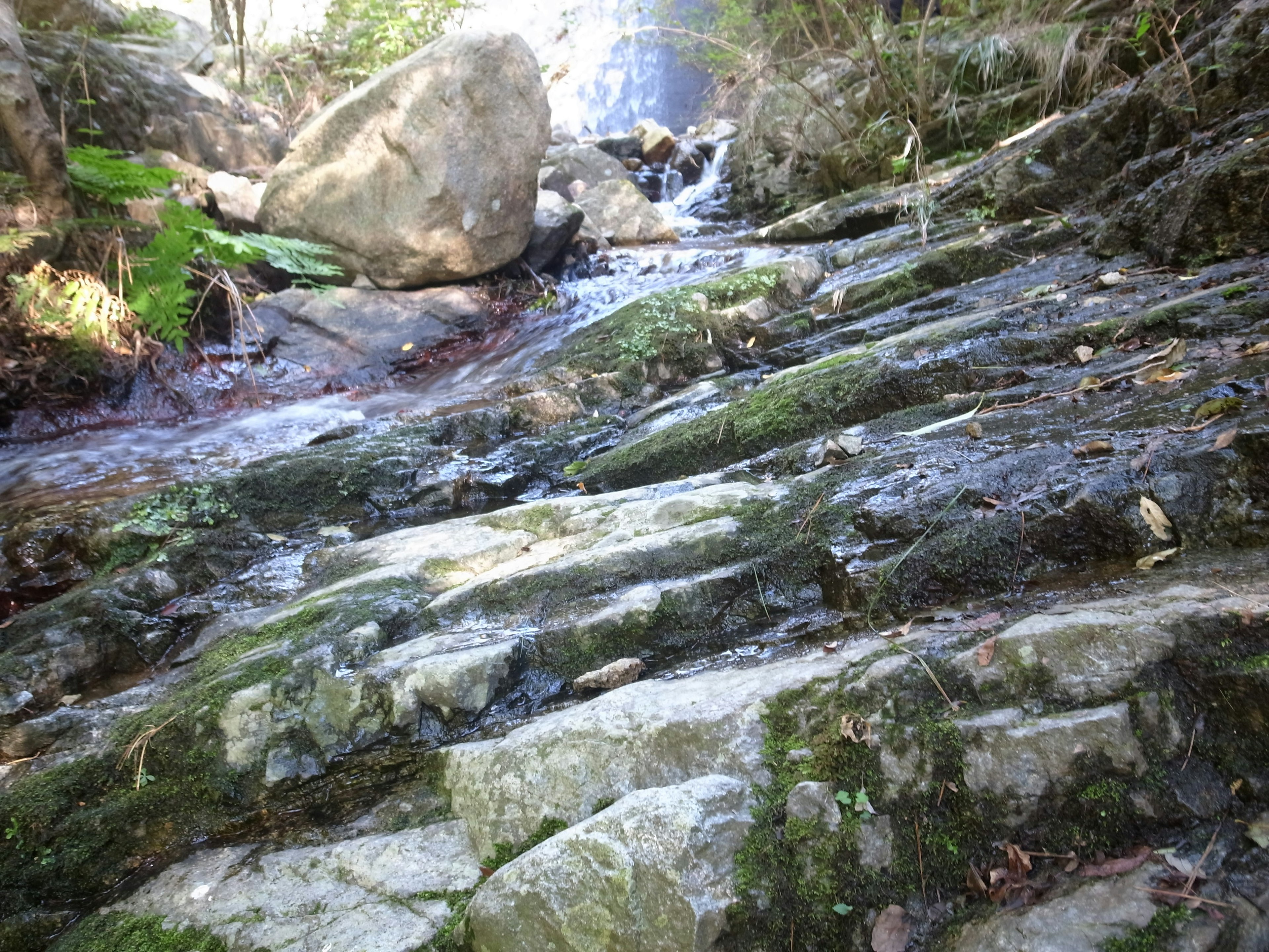 Ruscello che scorre su rocce lisce coperte di muschio verde con uno sfondo di alberi