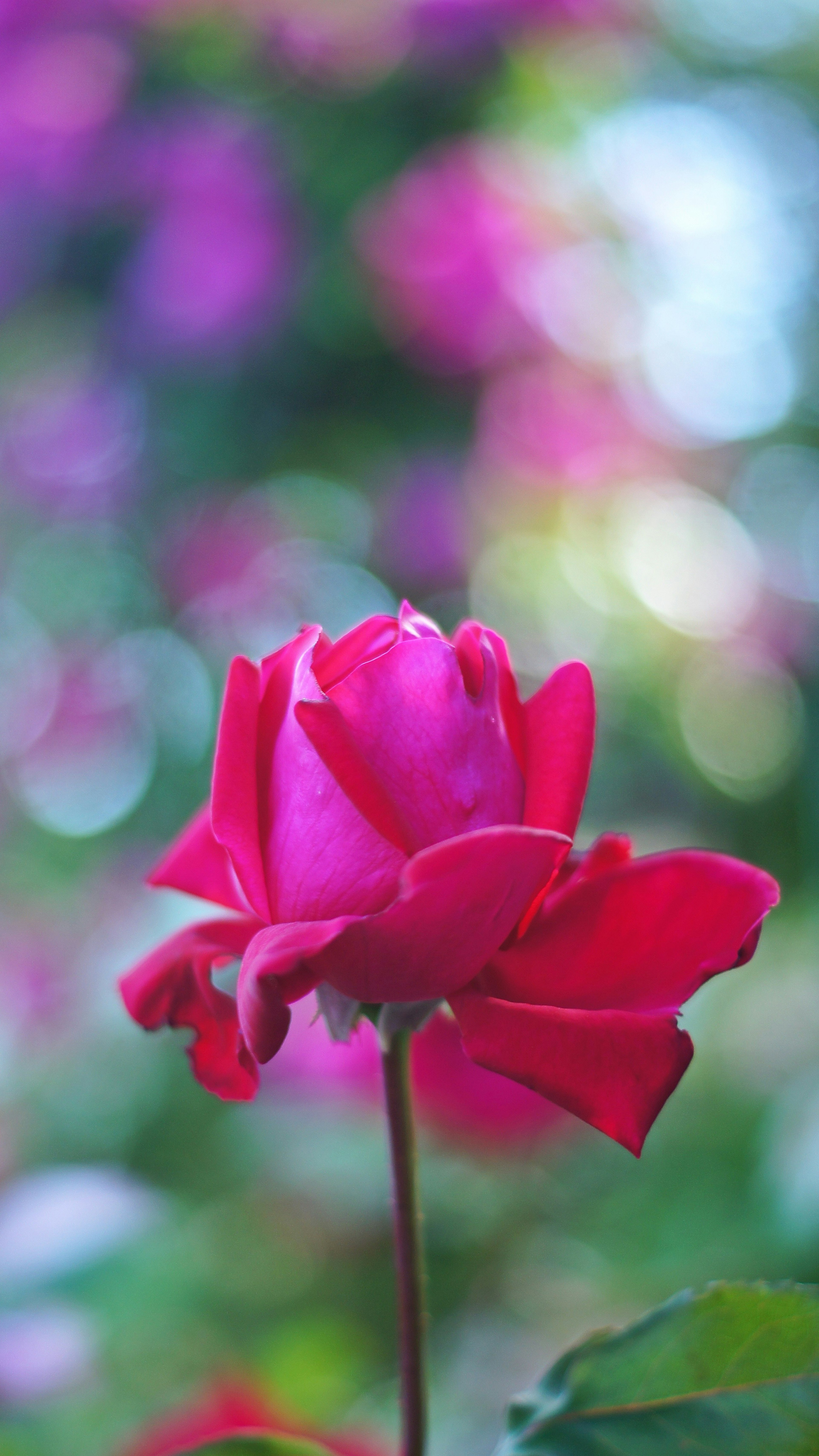 A vibrant red rose stands out against a blurred background