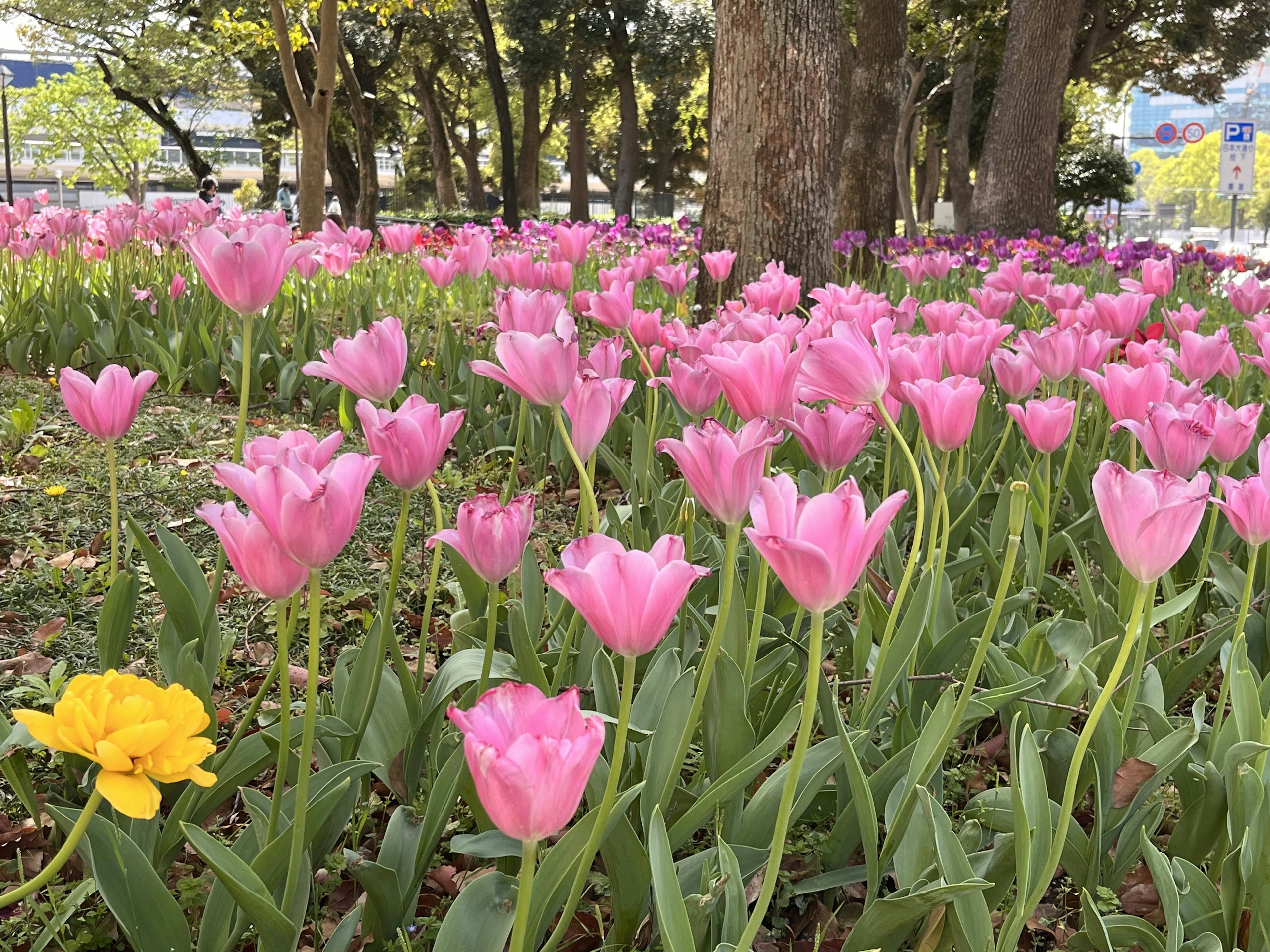 A vibrant park scene with blooming pink tulips and a standout yellow tulip