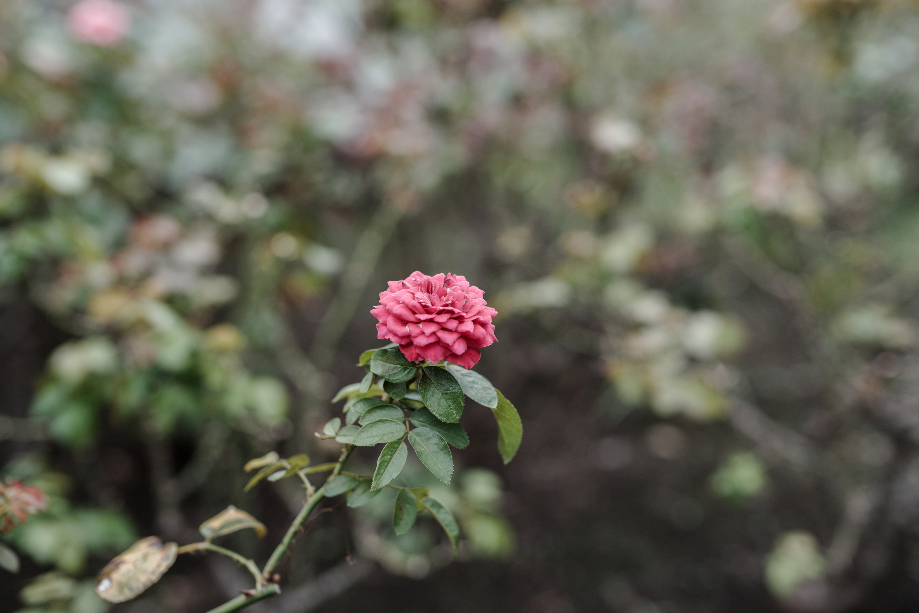 Nahaufnahme einer rosa Blume mit grünen Blättern an einer Pflanze