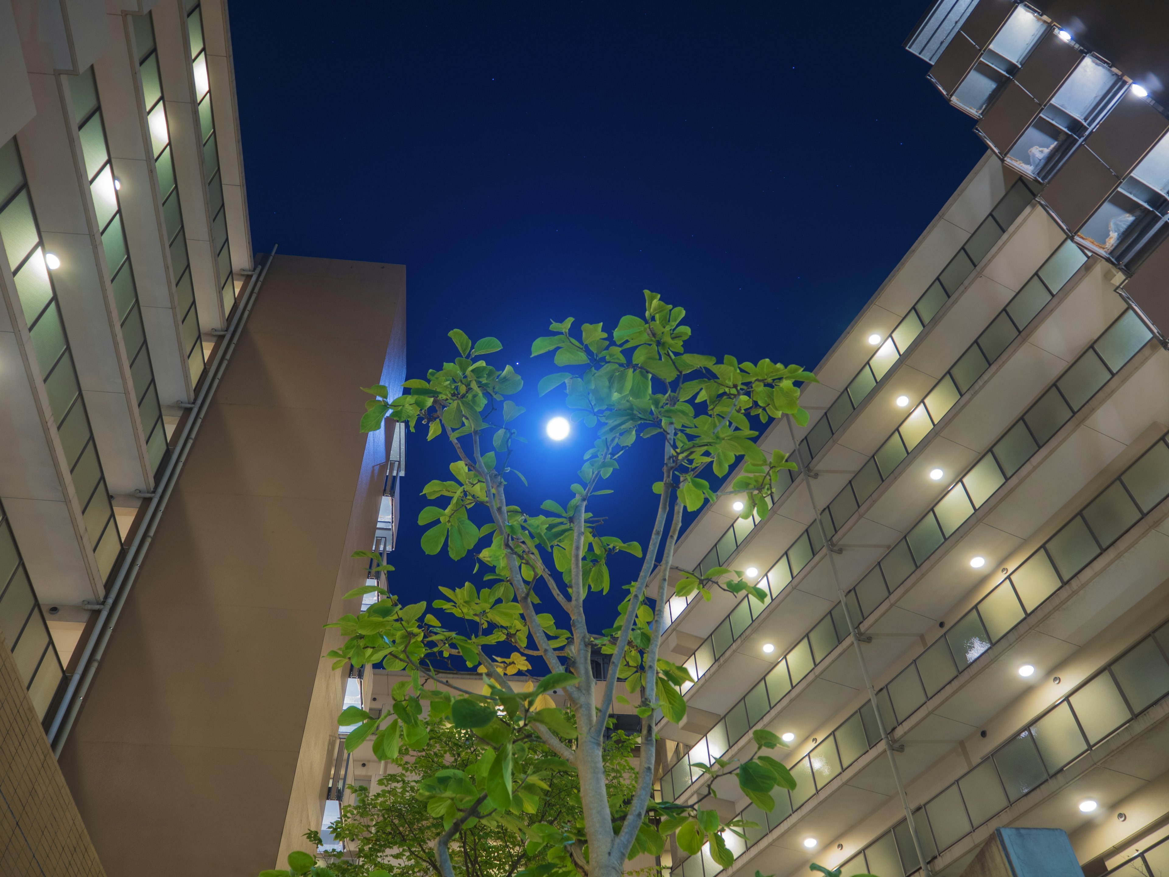 夜空の下にある高層ビルの間に立つ緑の木と明るい月