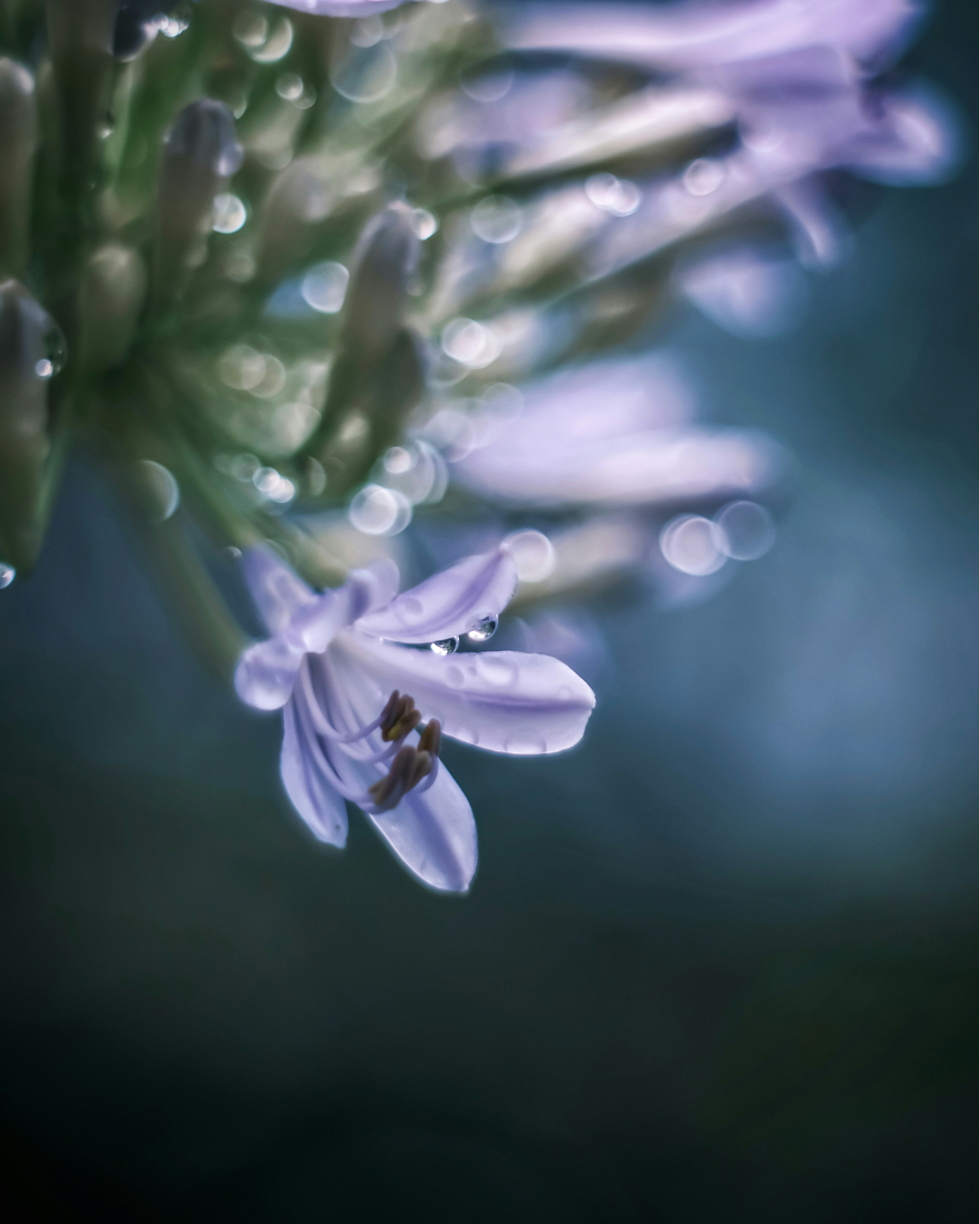 Nahaufnahme einer lila Blume mit Wassertropfen