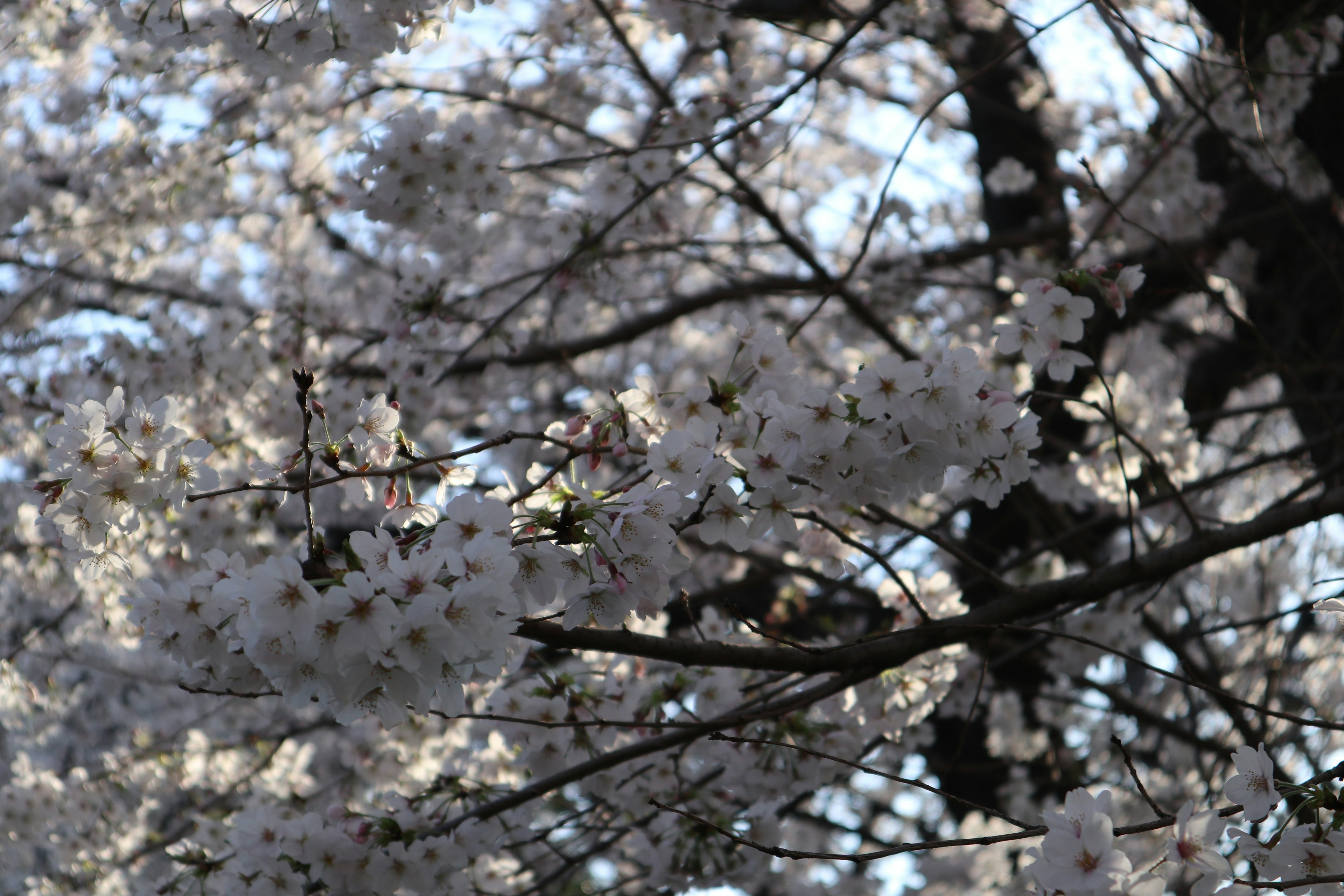 Gambar cabang bunga sakura yang sedang mekar