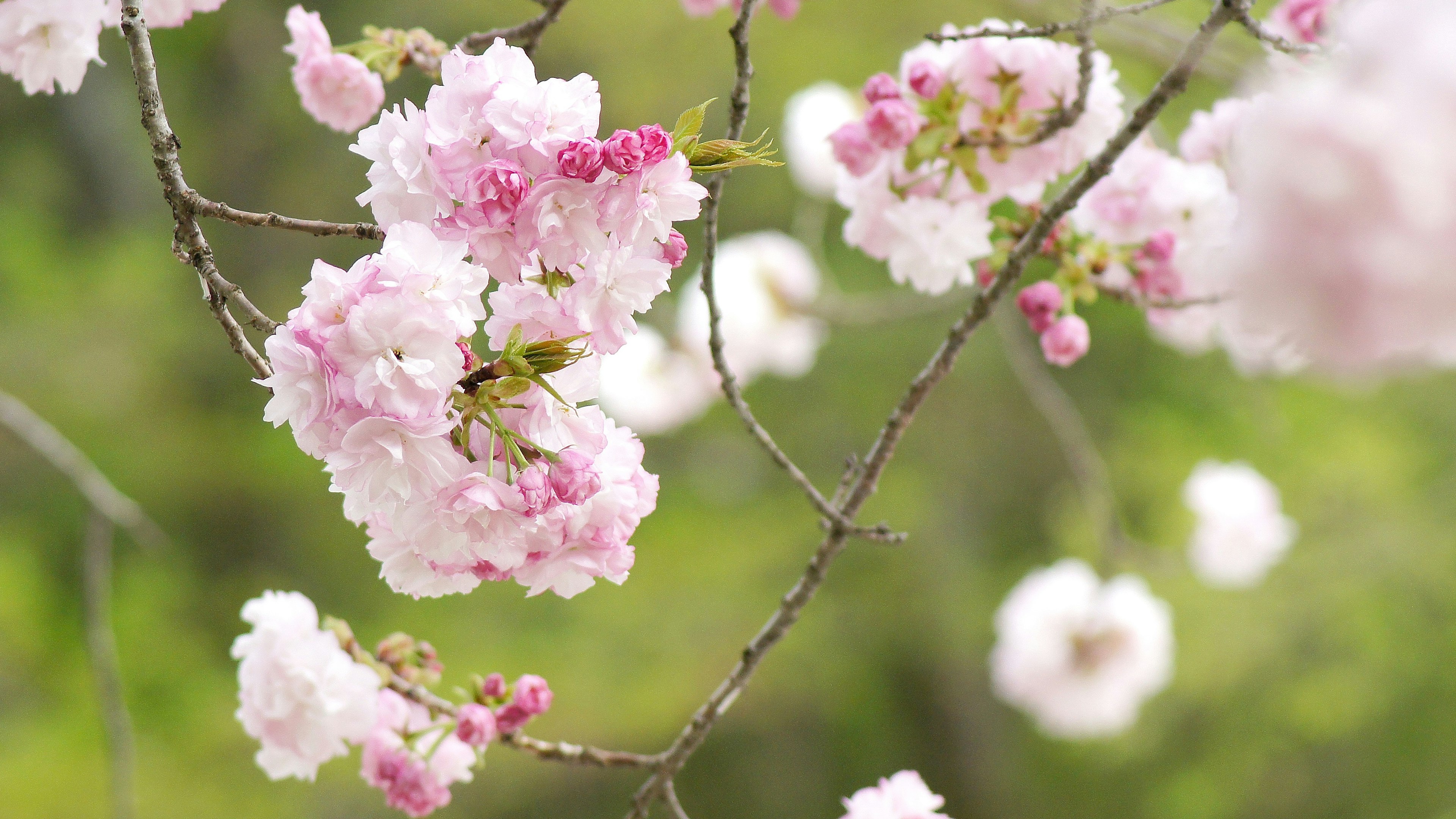 Primer plano de flores de cerezo en una rama