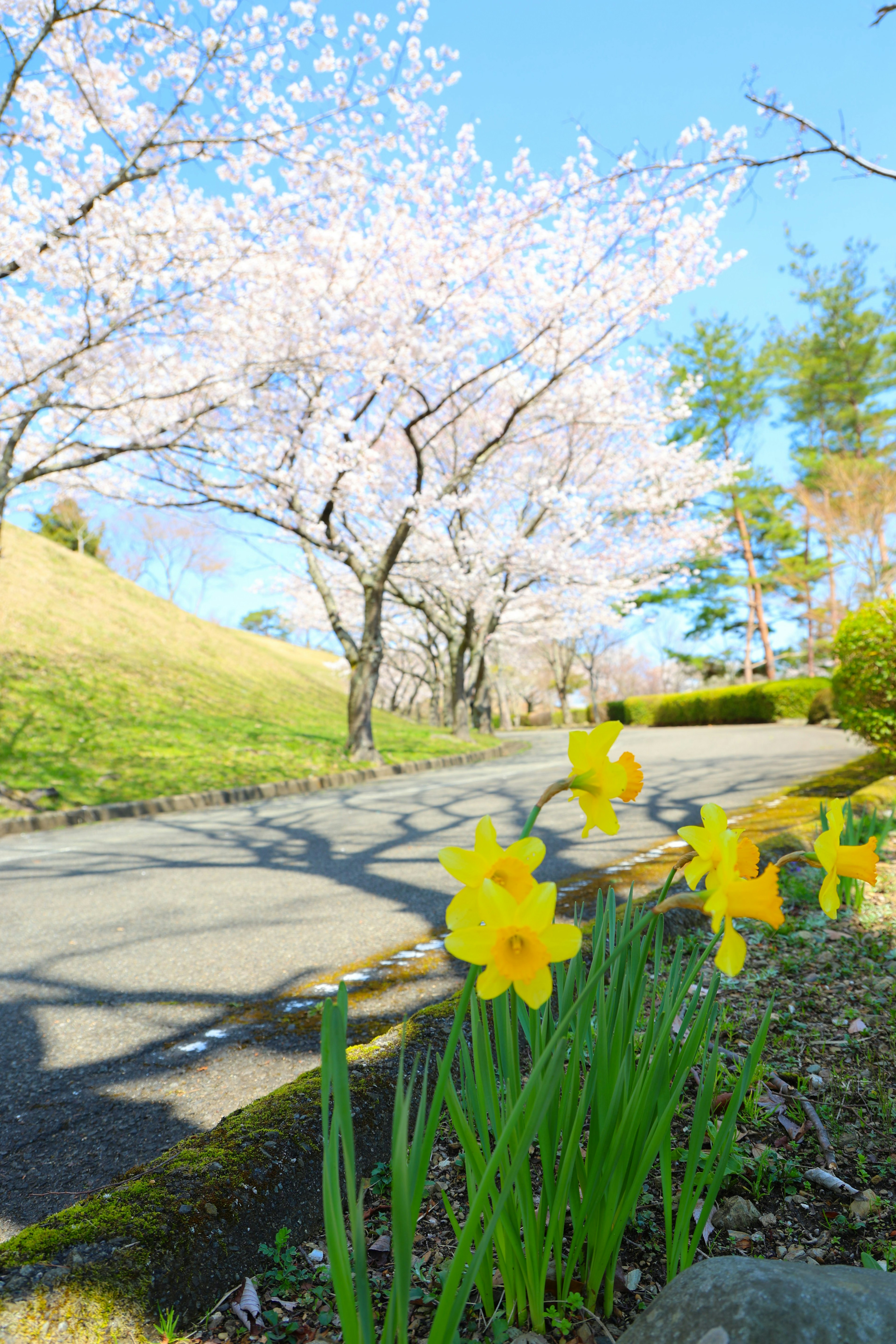 春季公園景象，盛開的黃色水仙花和櫻花樹