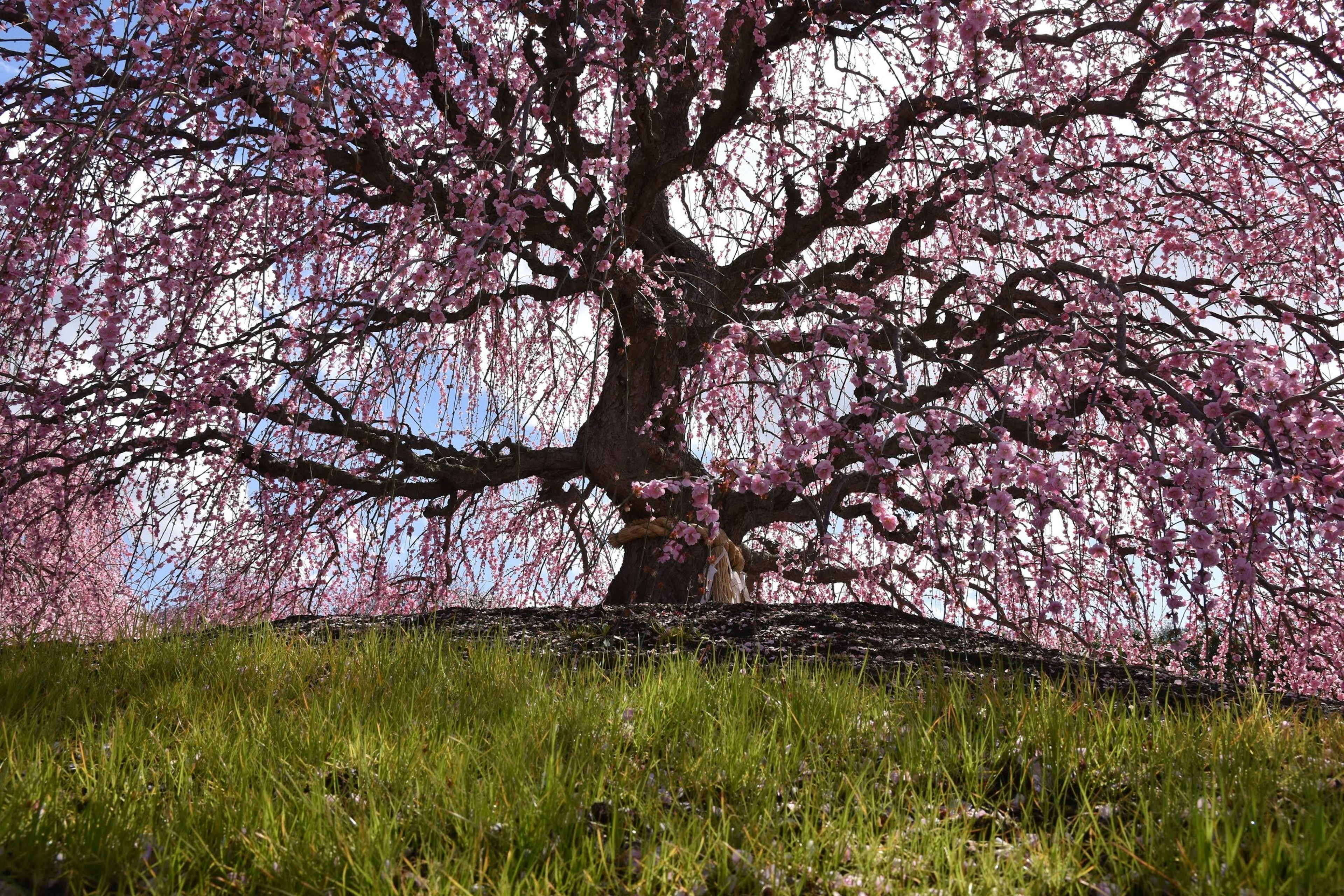 美しいピンクの花を咲かせた枝を持つ大きな木の下に広がる緑の草地