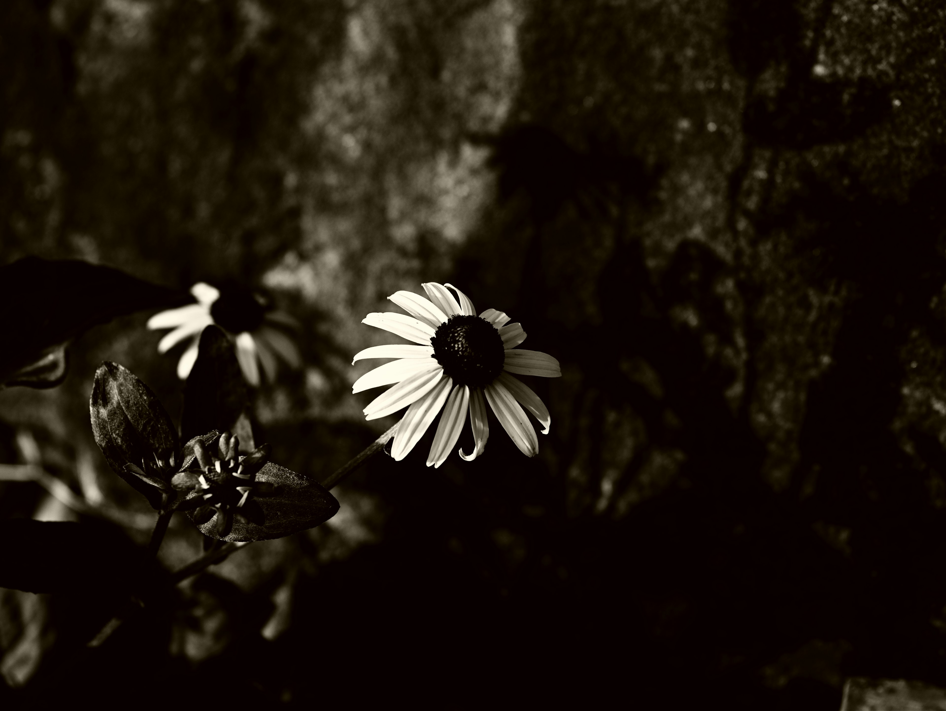 Monochromes Foto einer Blume mit weißen Blütenblättern, die sich von einem dunklen Hintergrund abheben