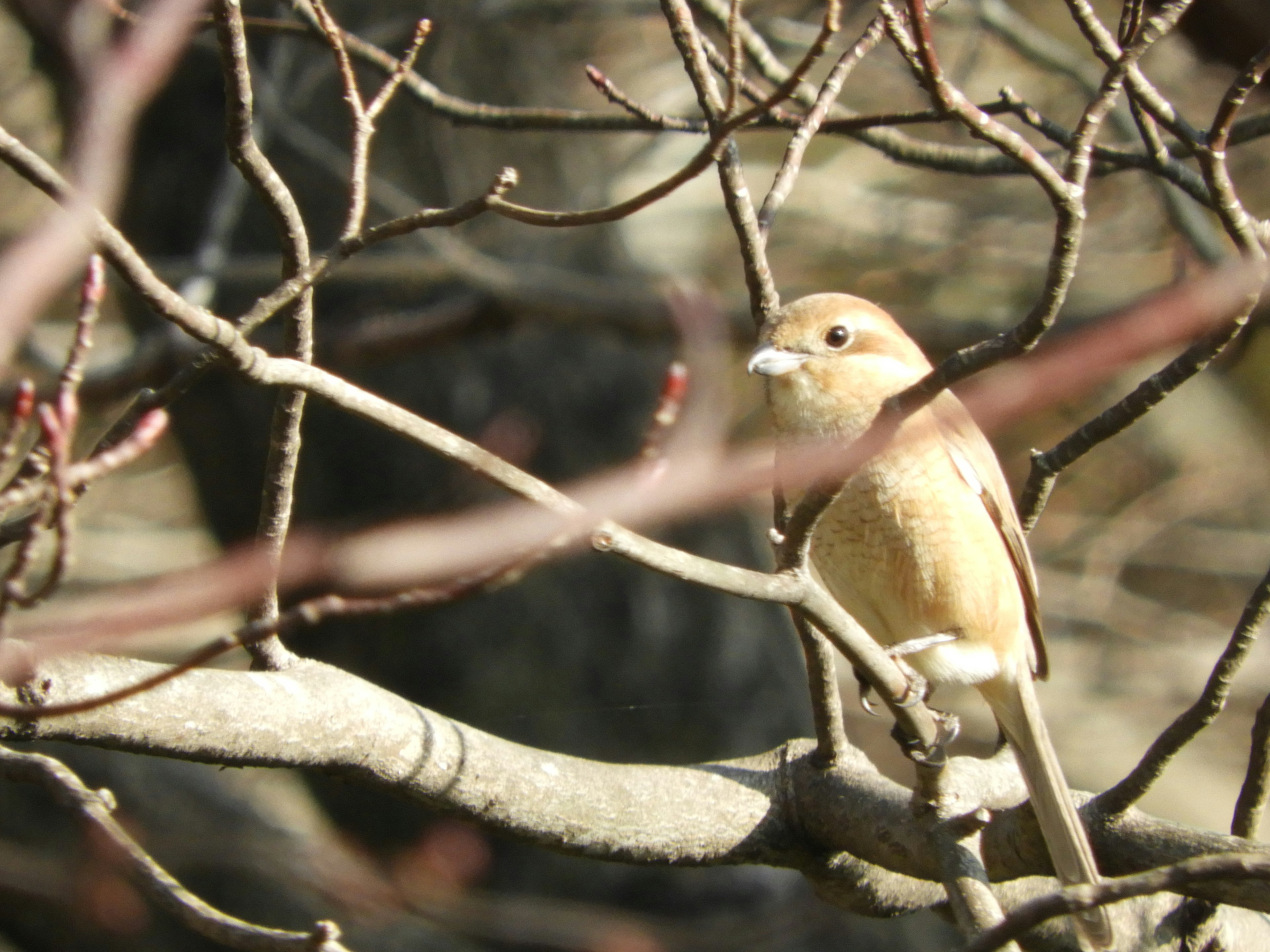 Ein kleiner Vogel sitzt auf einem Ast