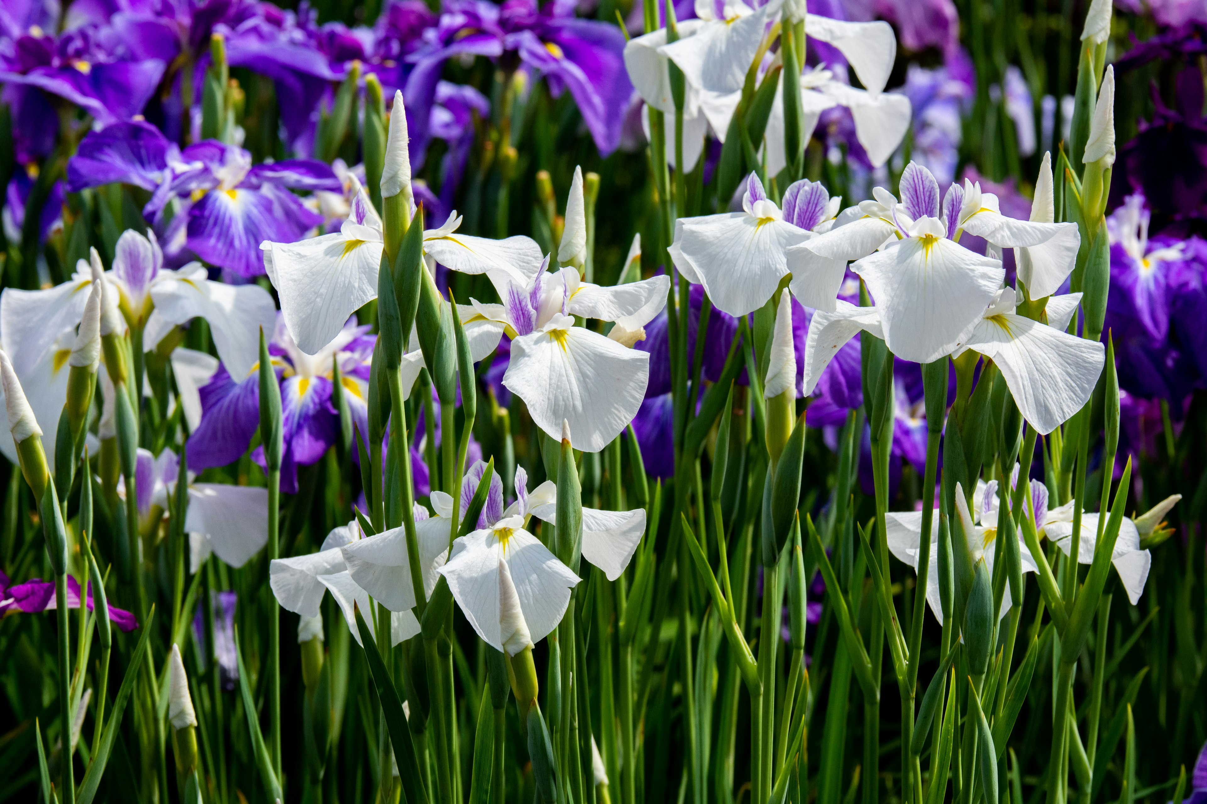 Beautiful garden scene with blooming purple and white flowers