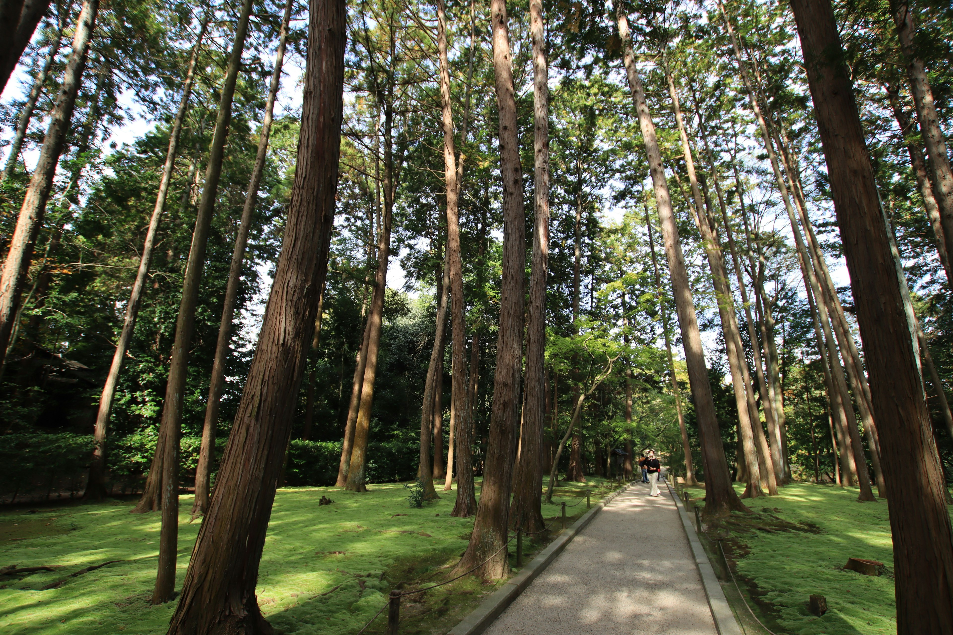 Jalan di tengah hutan lebat dengan pohon-pohon tinggi