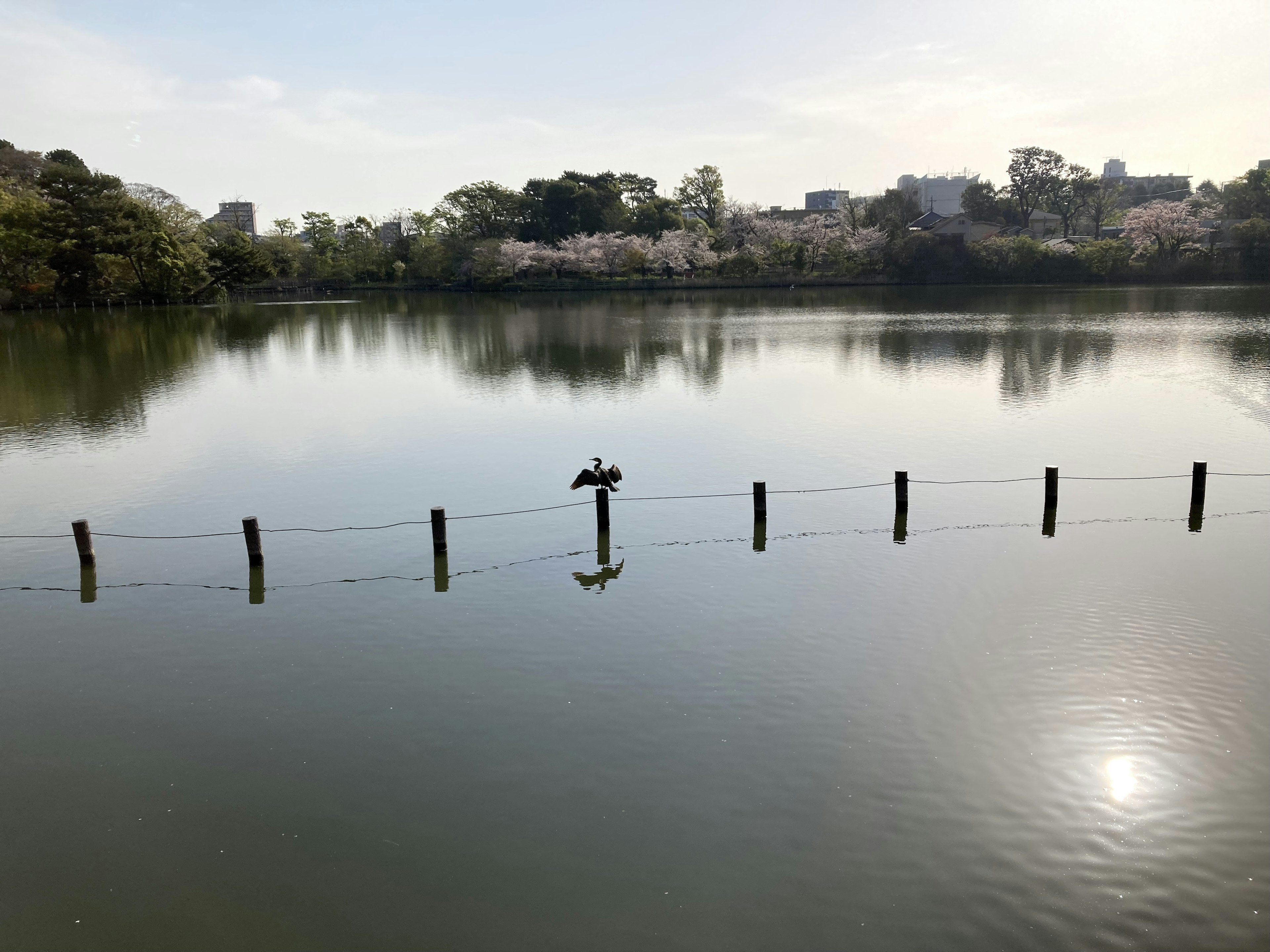 Superficie tranquila del lago con postes de madera y un pájaro posado en uno