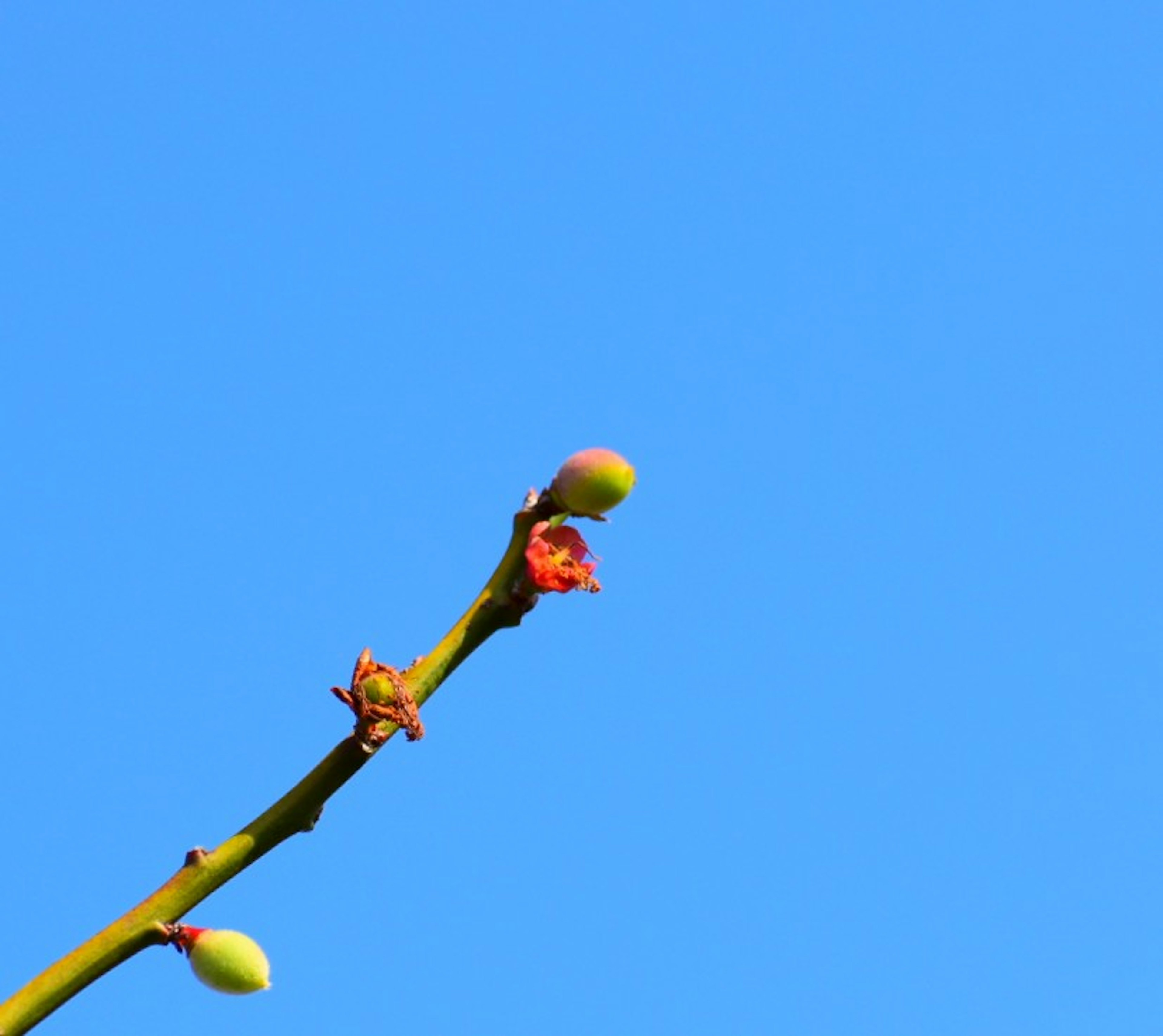 Un ramo sottile con un fiore e gemme contro un cielo blu