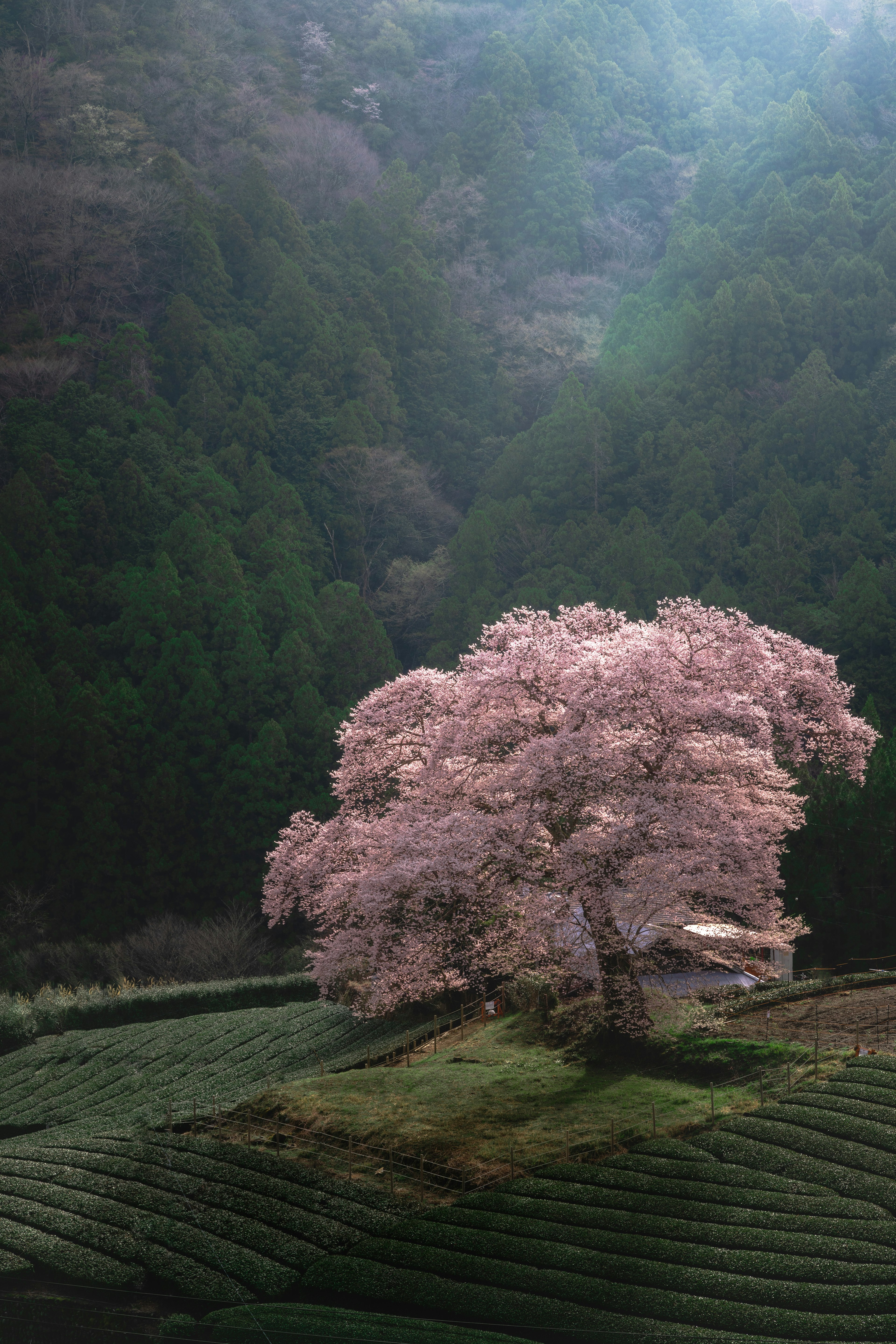 Un bell'albero di ciliegio in fiore al centro di una piantagione di tè