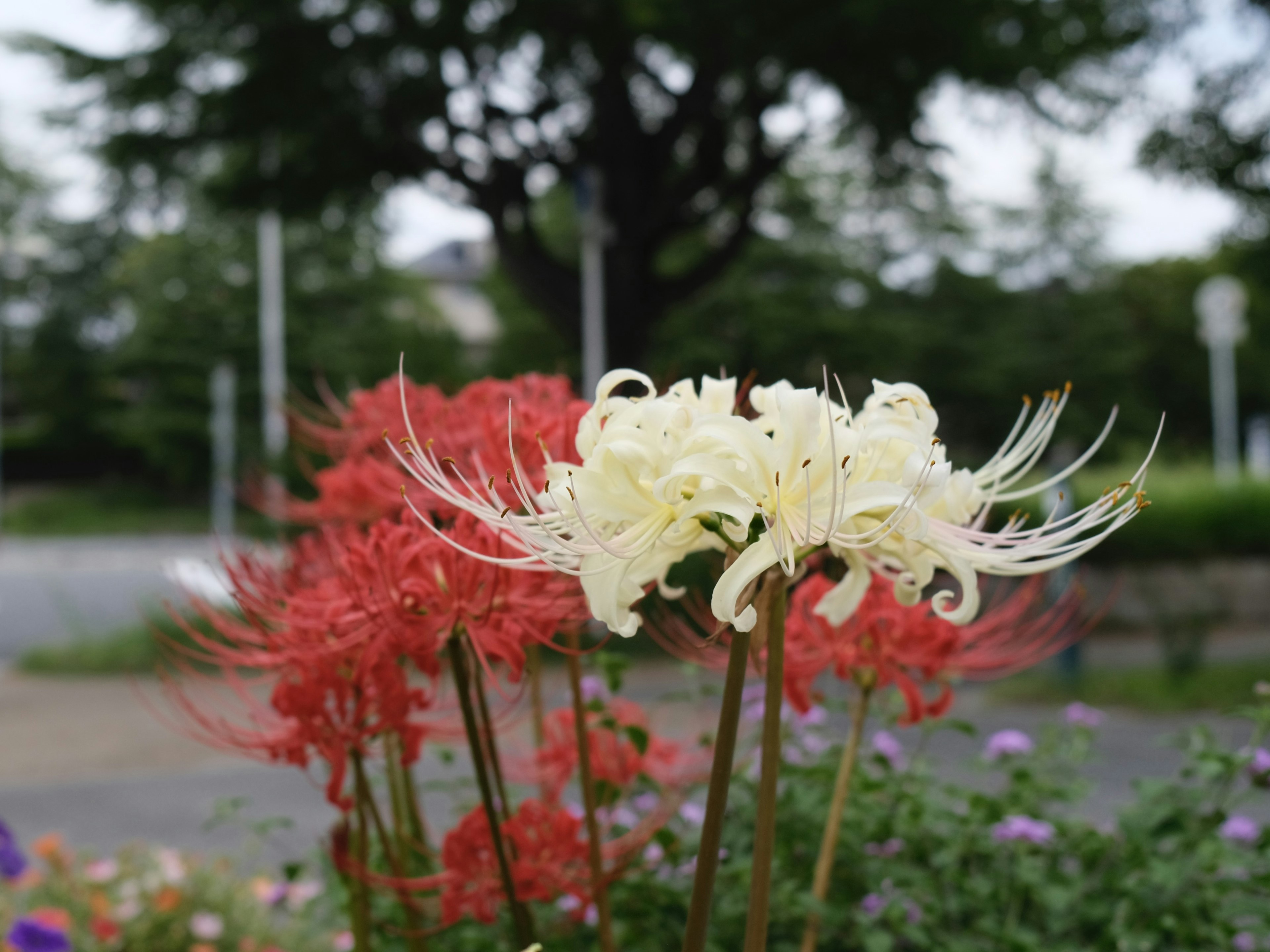 Lirios araña blancos y rojos floreciendo en un jardín