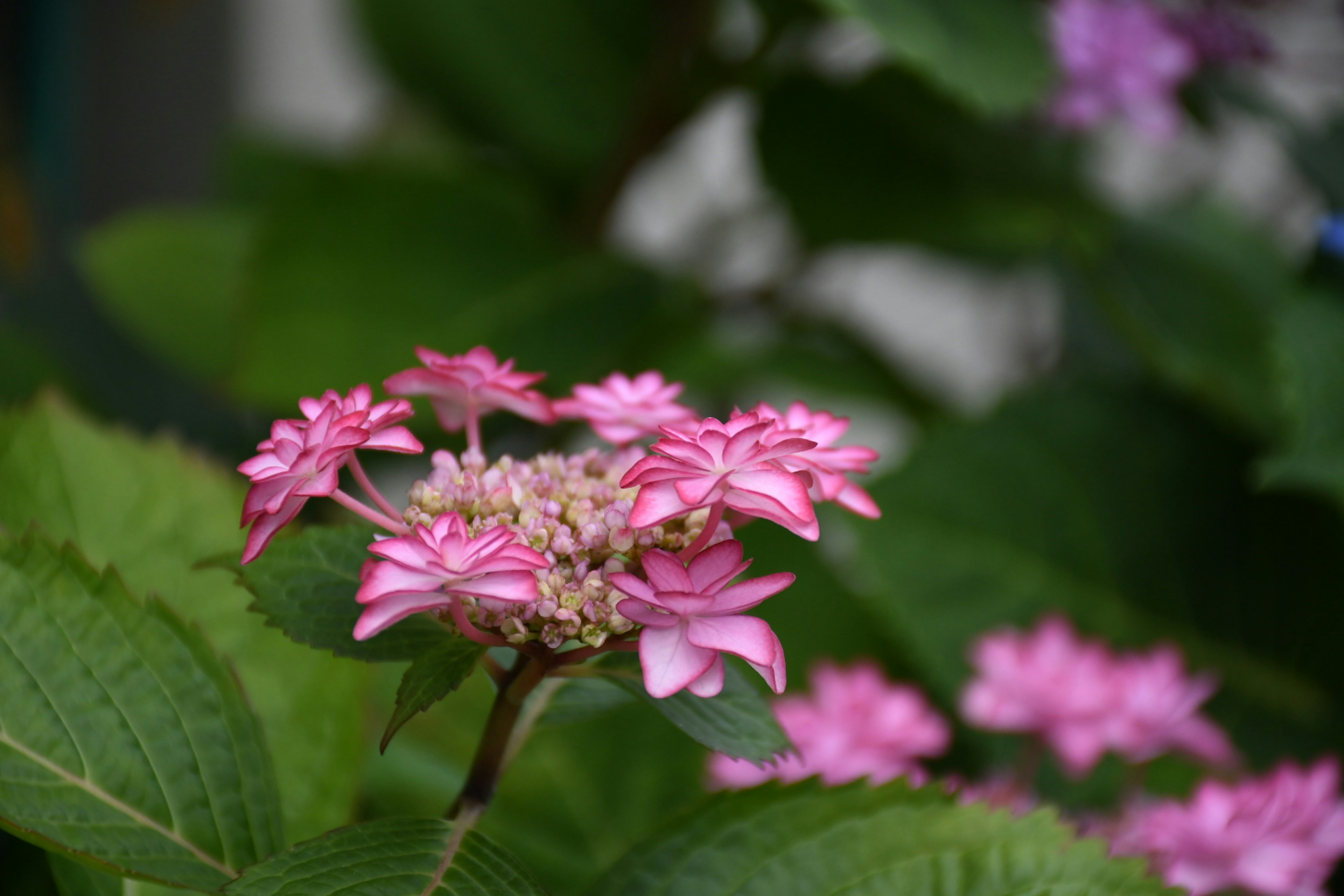 Nahaufnahme einer Pflanze mit rosa Blumen