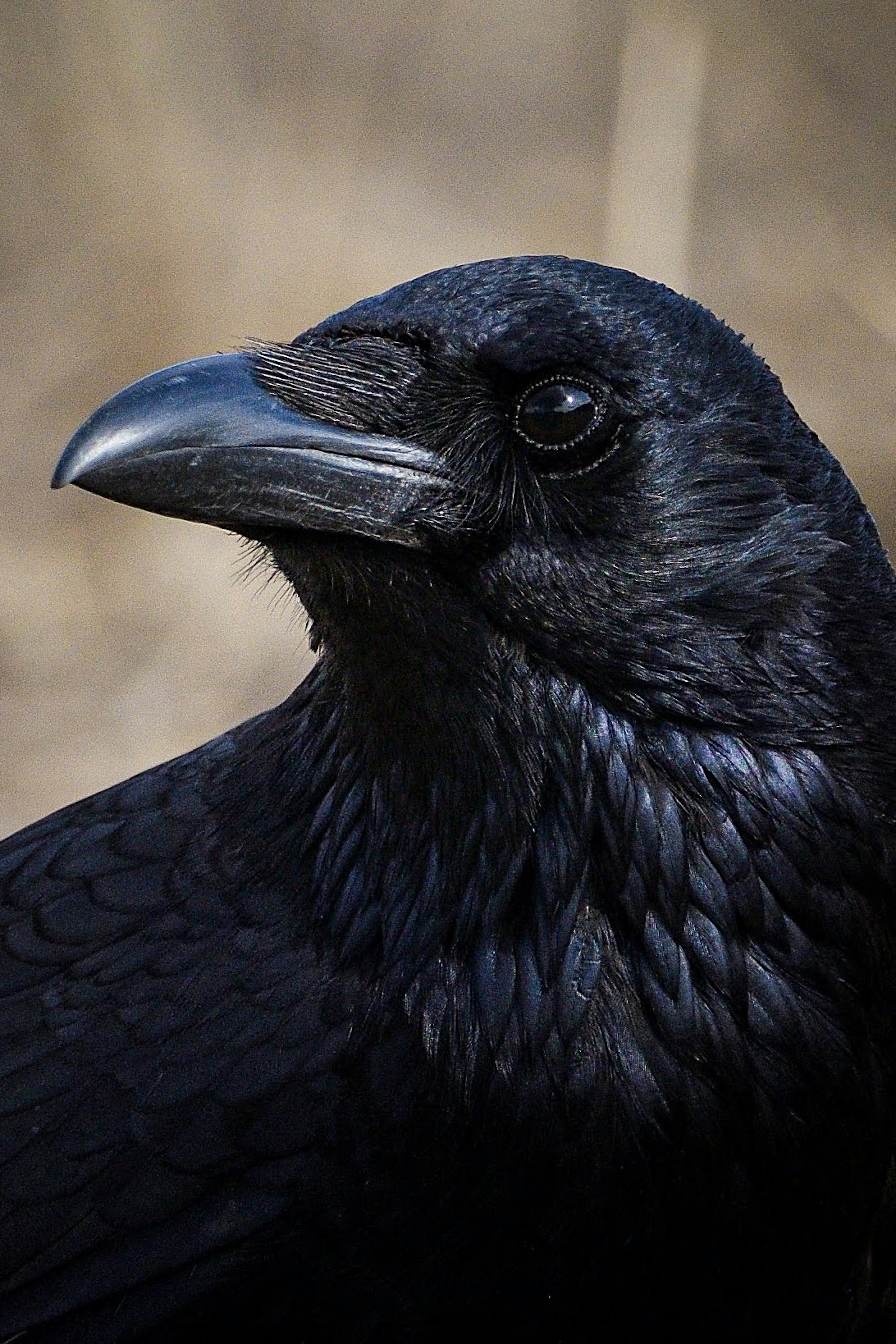 Close-up image of a black crow showcasing its glossy feathers and sharp beak