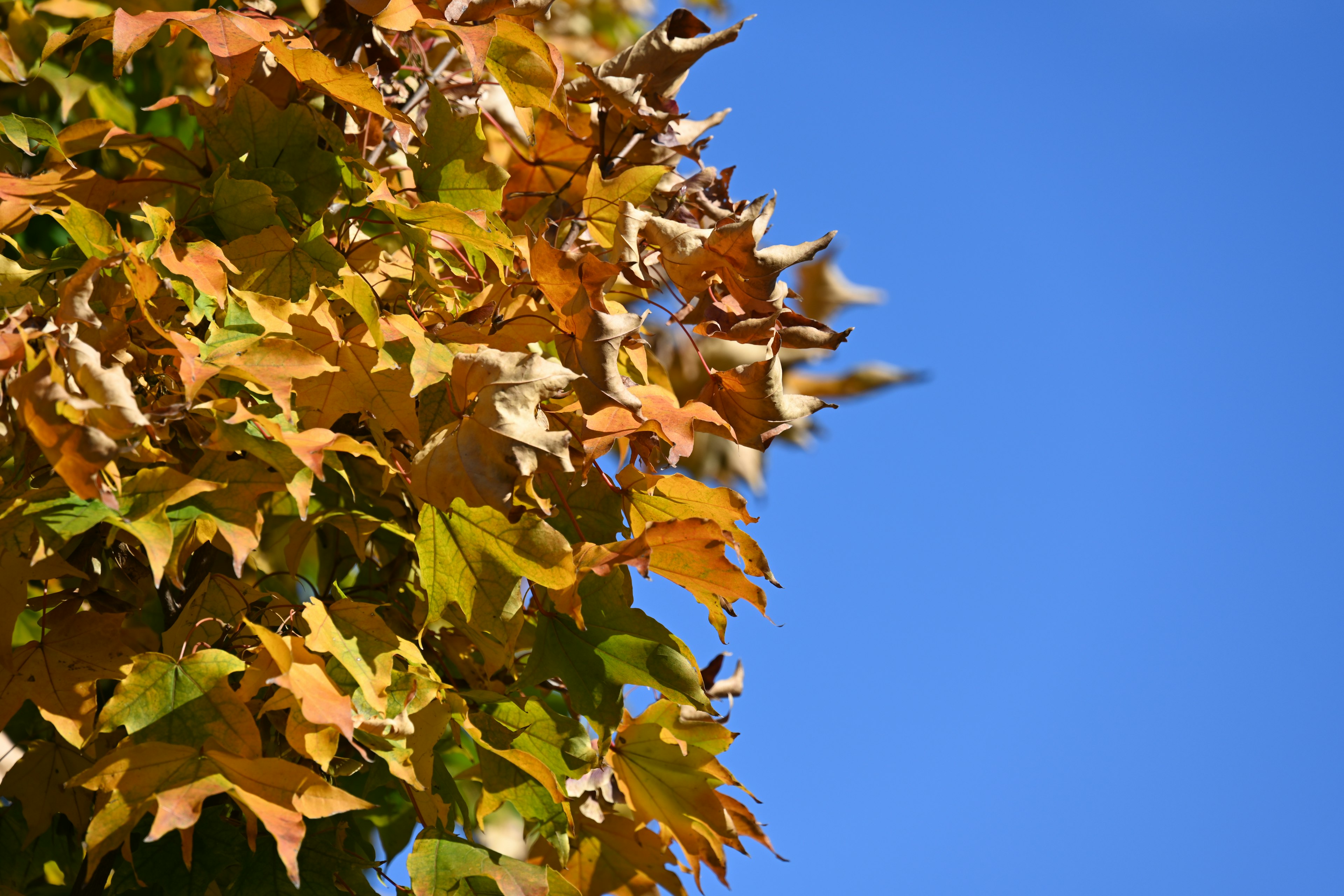 Nahaufnahme von bunten Herbstblättern vor einem klaren blauen Himmel