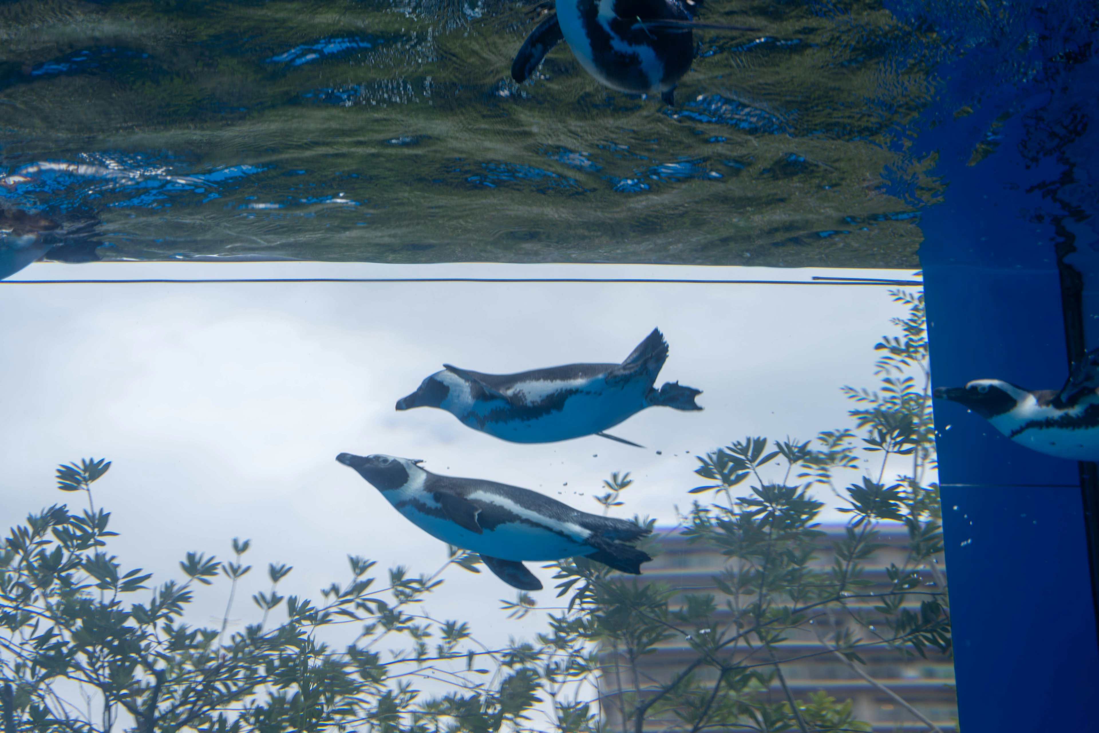 Grupo de pingüinos nadando bajo el agua con reflejos