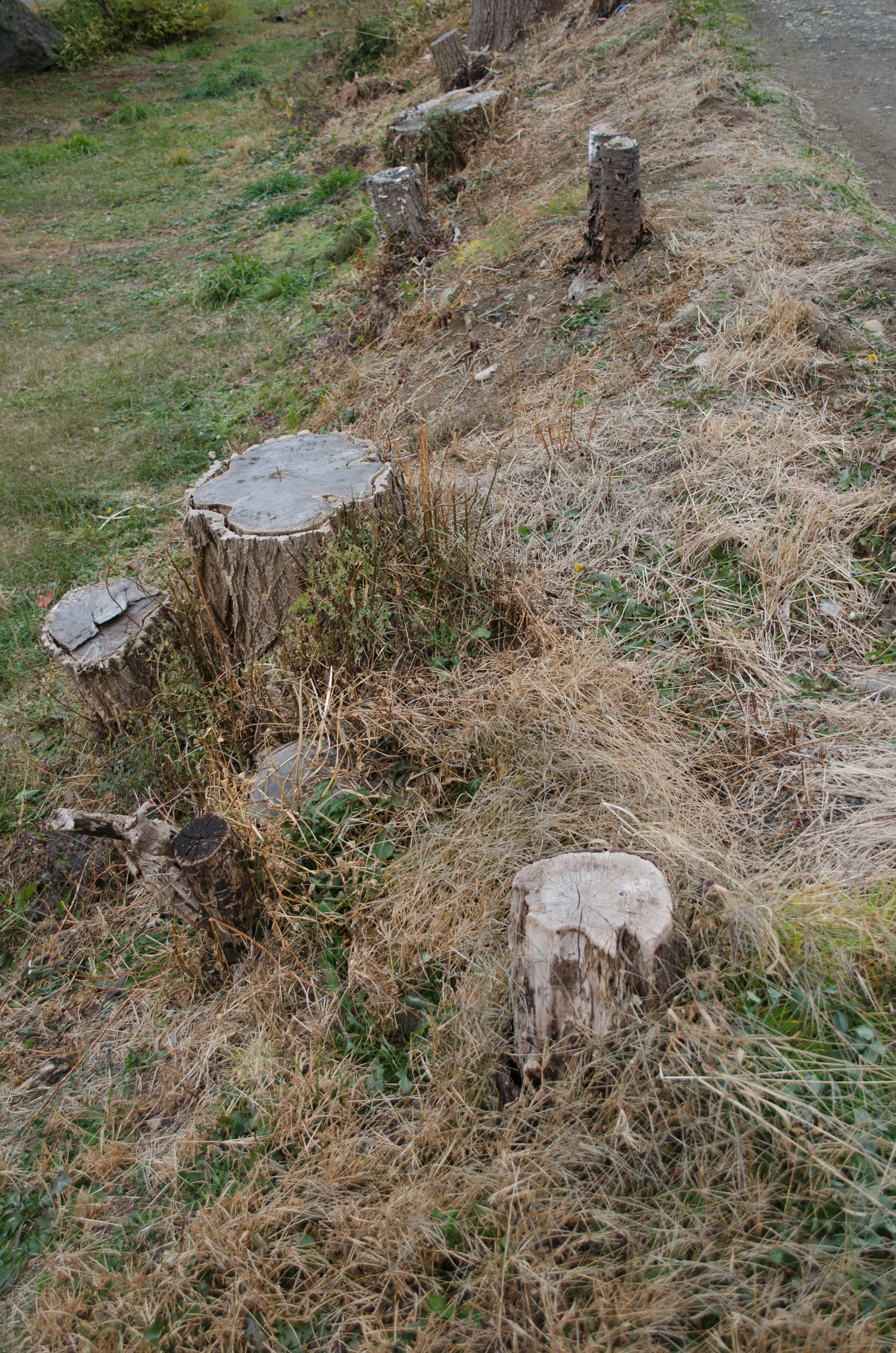 Paysage avec des souches entourées d'herbe