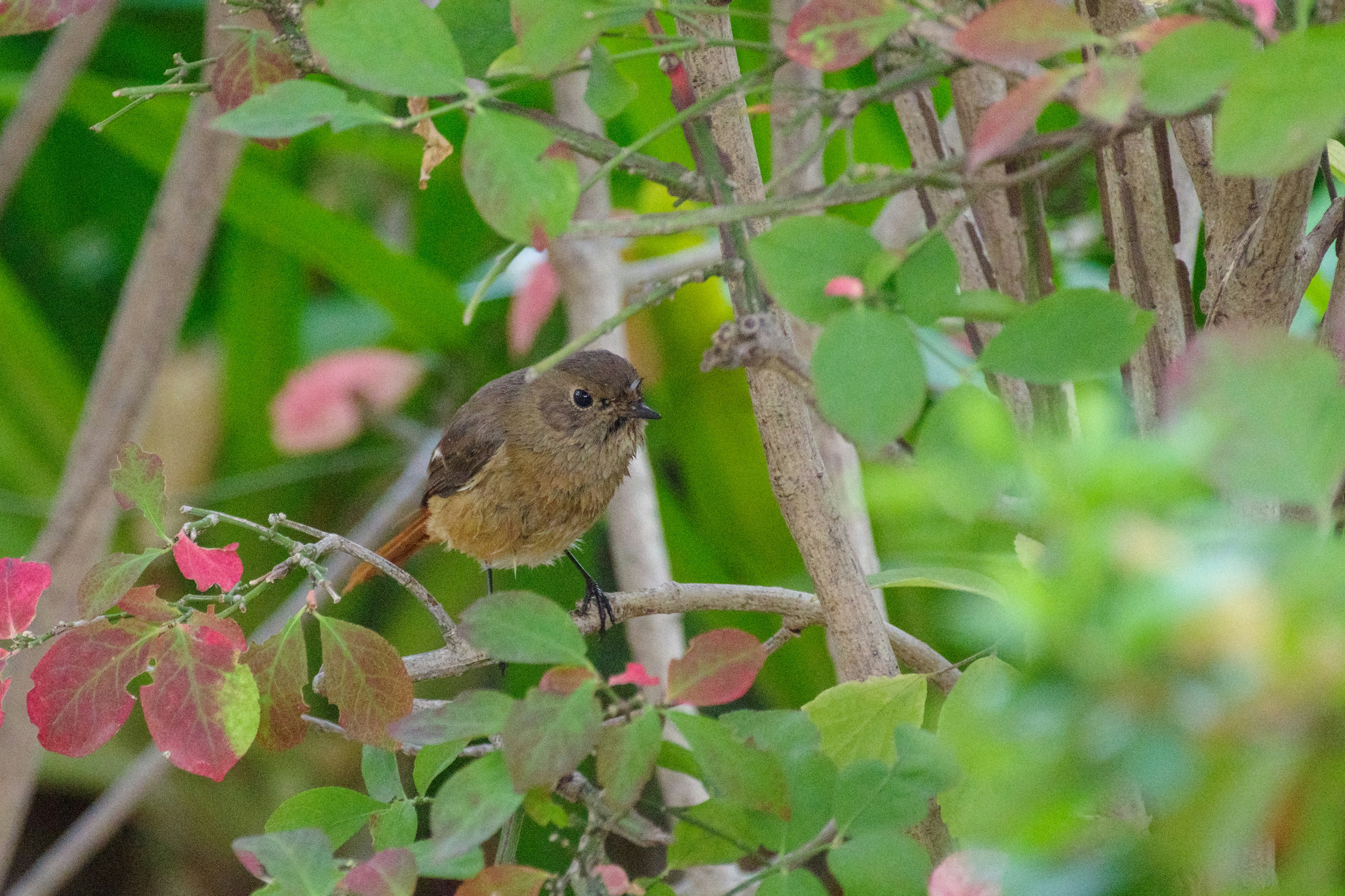 A small bird hidden among green leaves