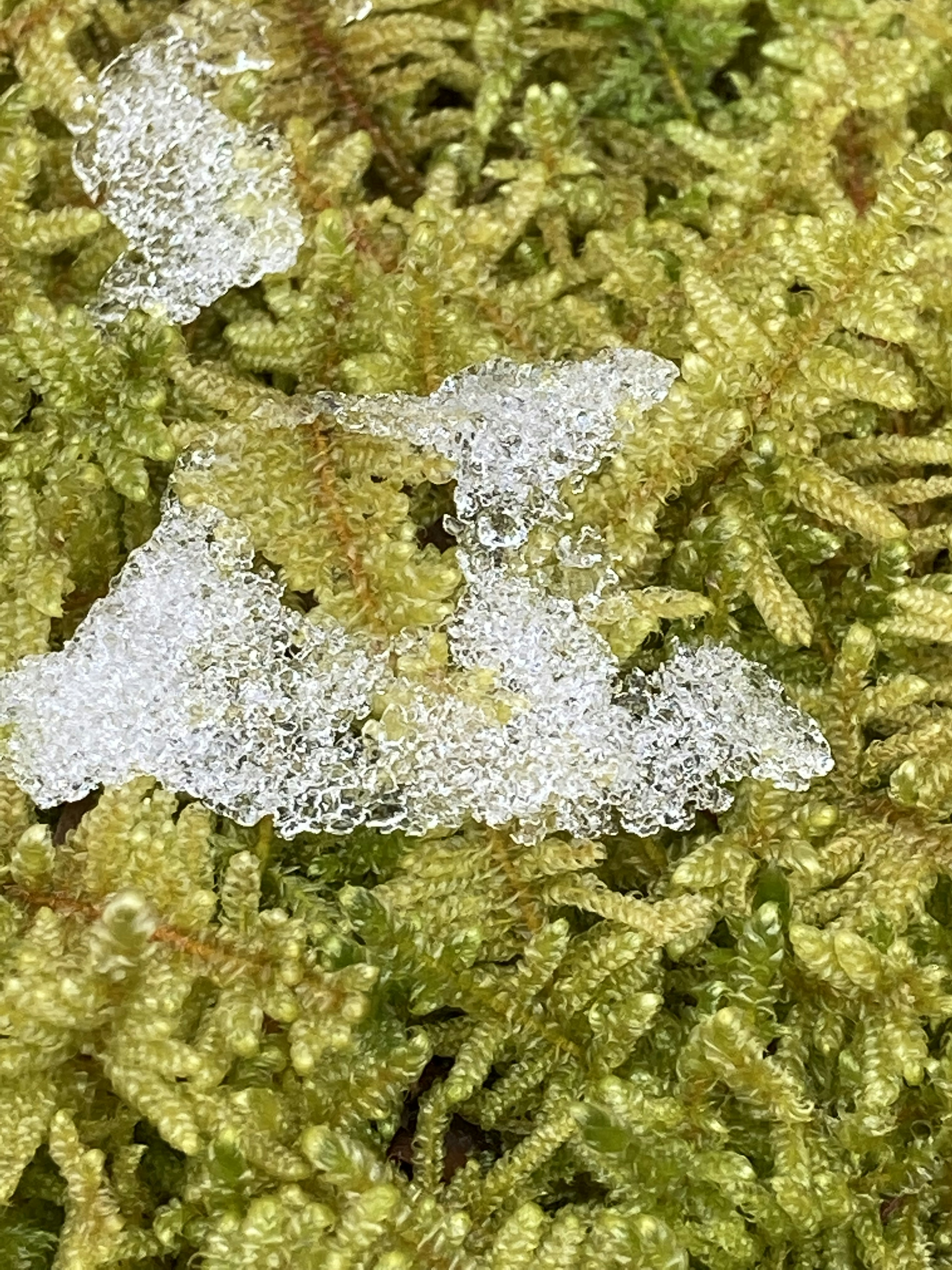 A patch of white snow resting on green moss