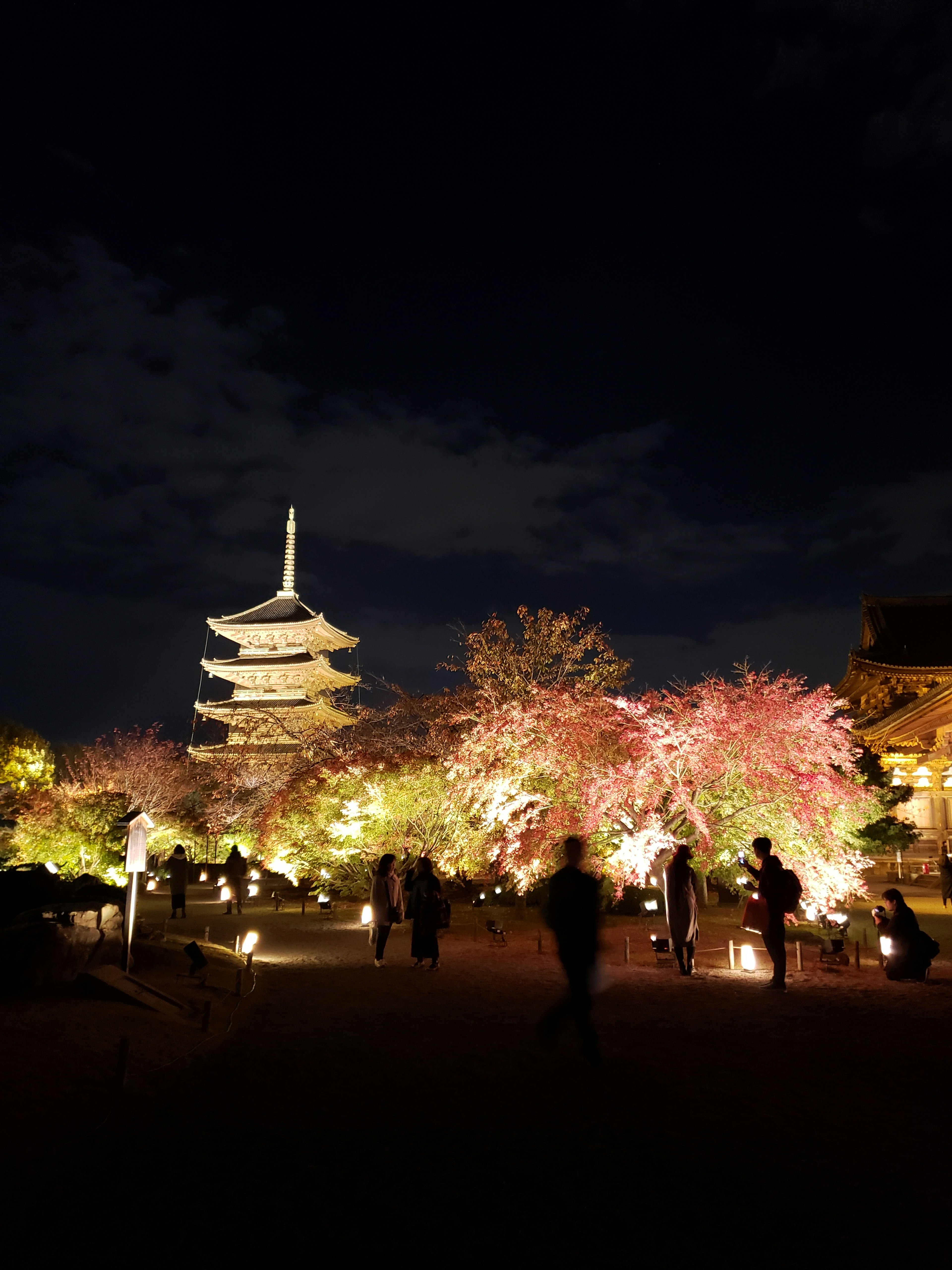 Pagoda illuminata e alberi di ciliegio creano una bella scena notturna