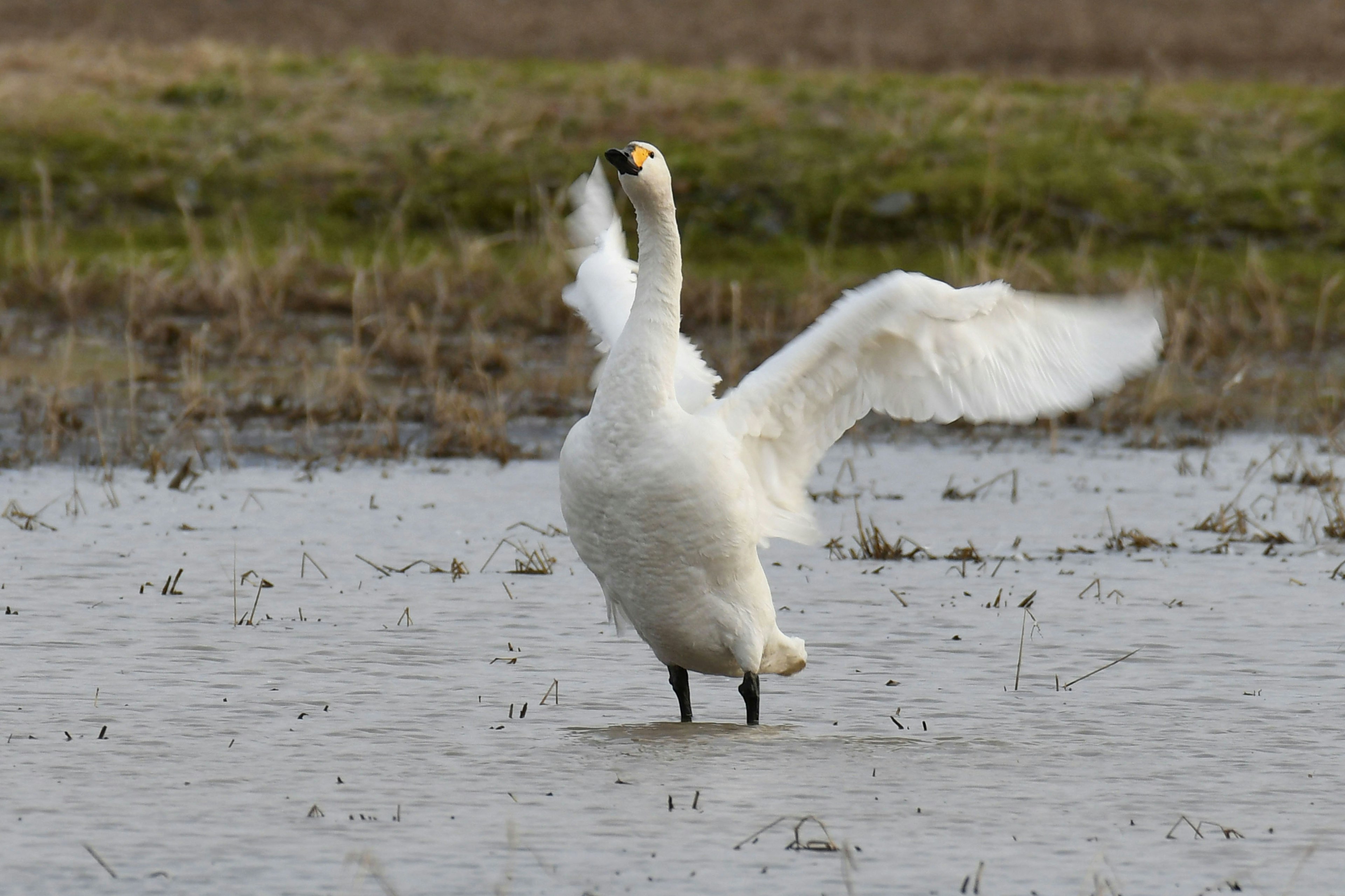 Un cygne se tenant dans l'eau avec les ailes déployées