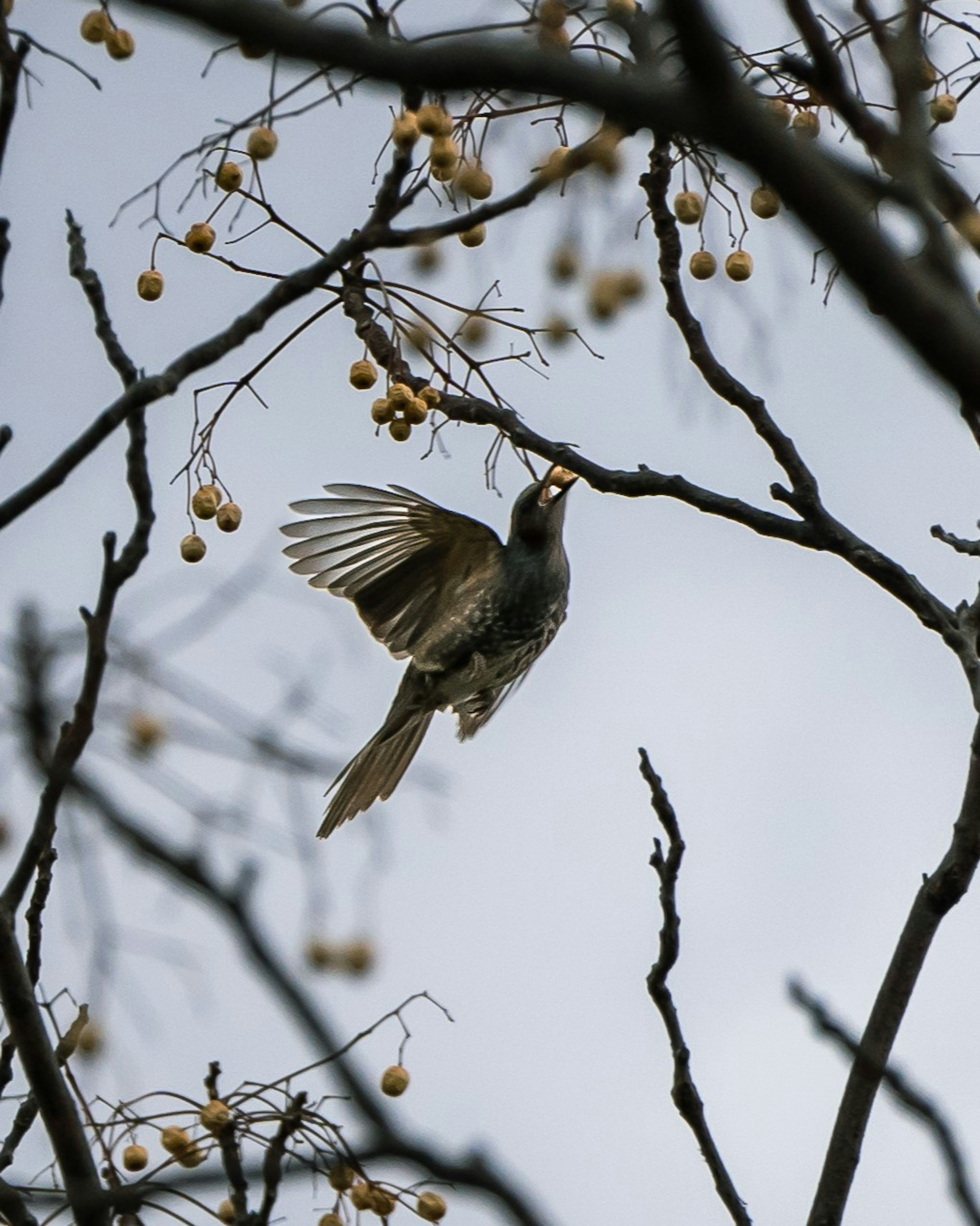 灰色の鳥が木の枝で果実を食べている