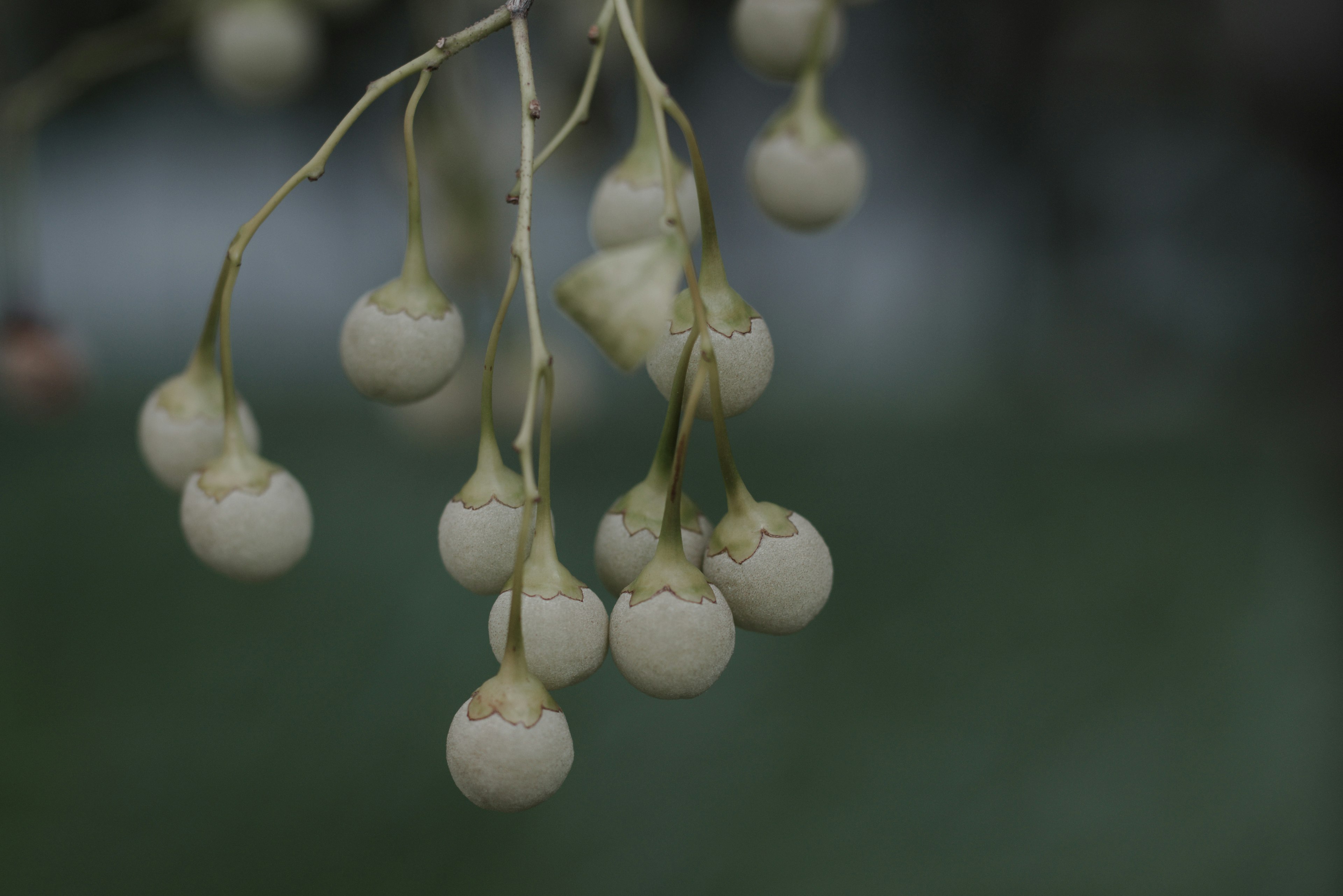 Mazzo di piccoli frutti bianchi appesi a un ramo