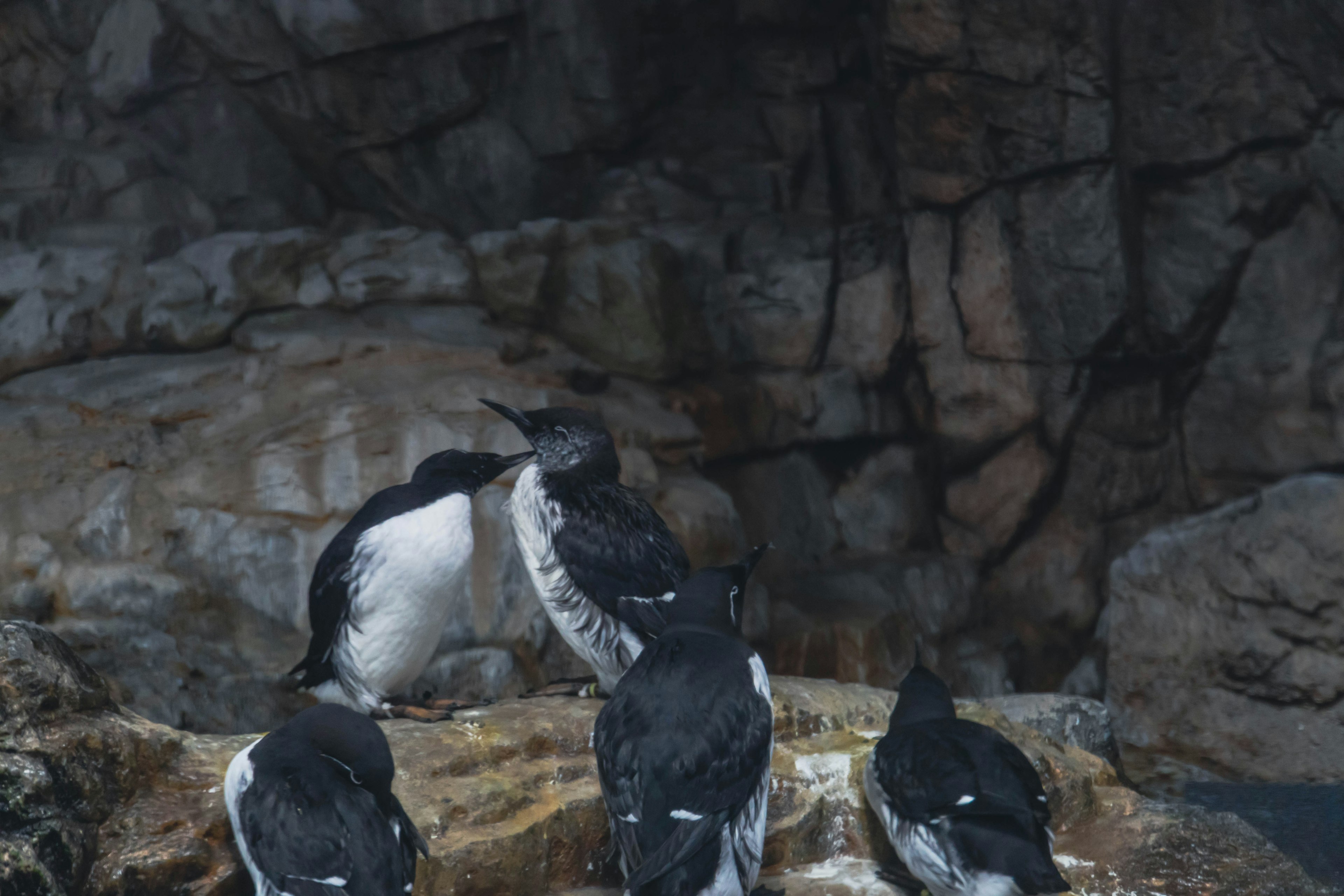 A group of black and white birds standing on rocks