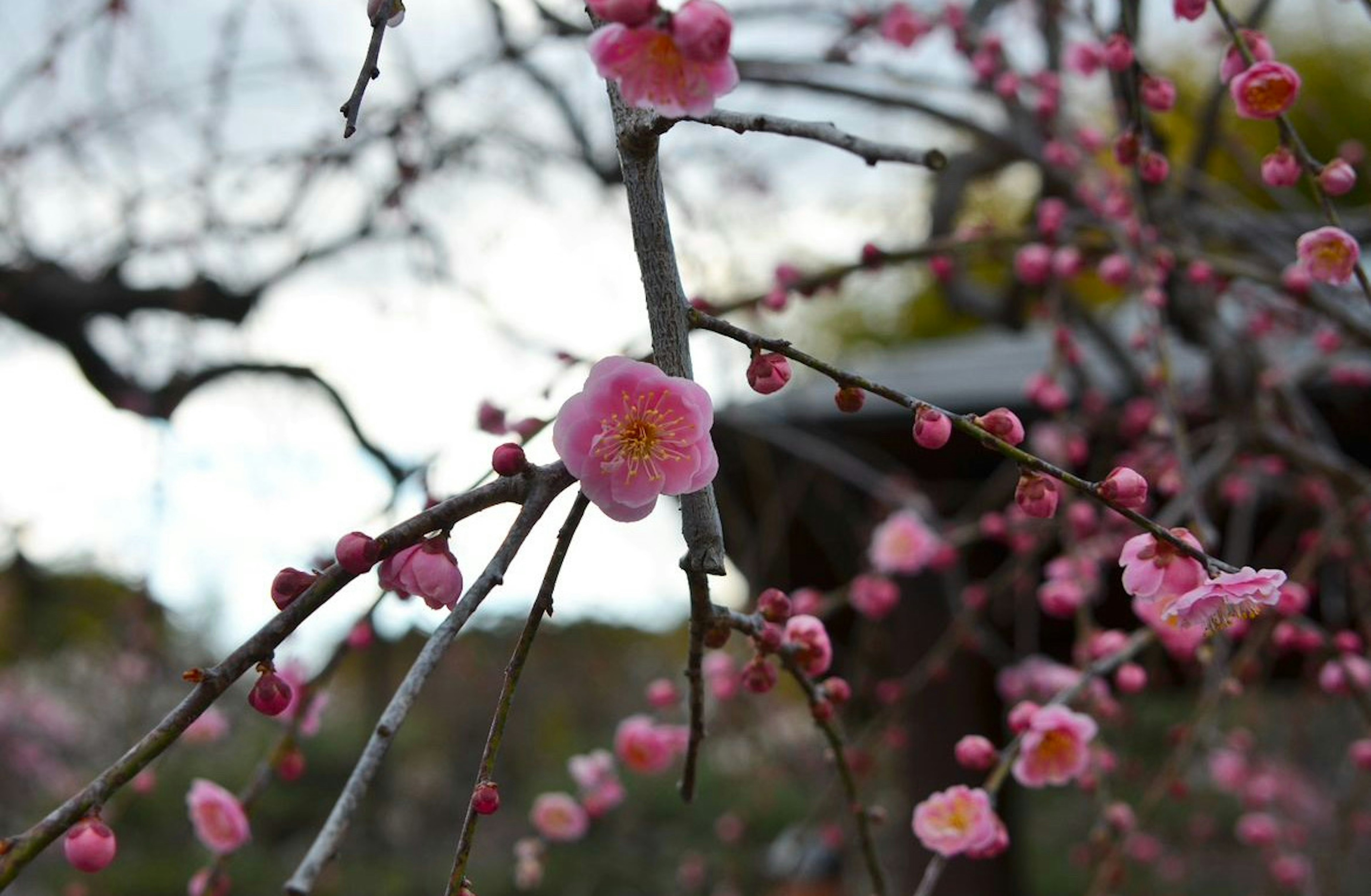 Close-up of a blooming plum tree branch