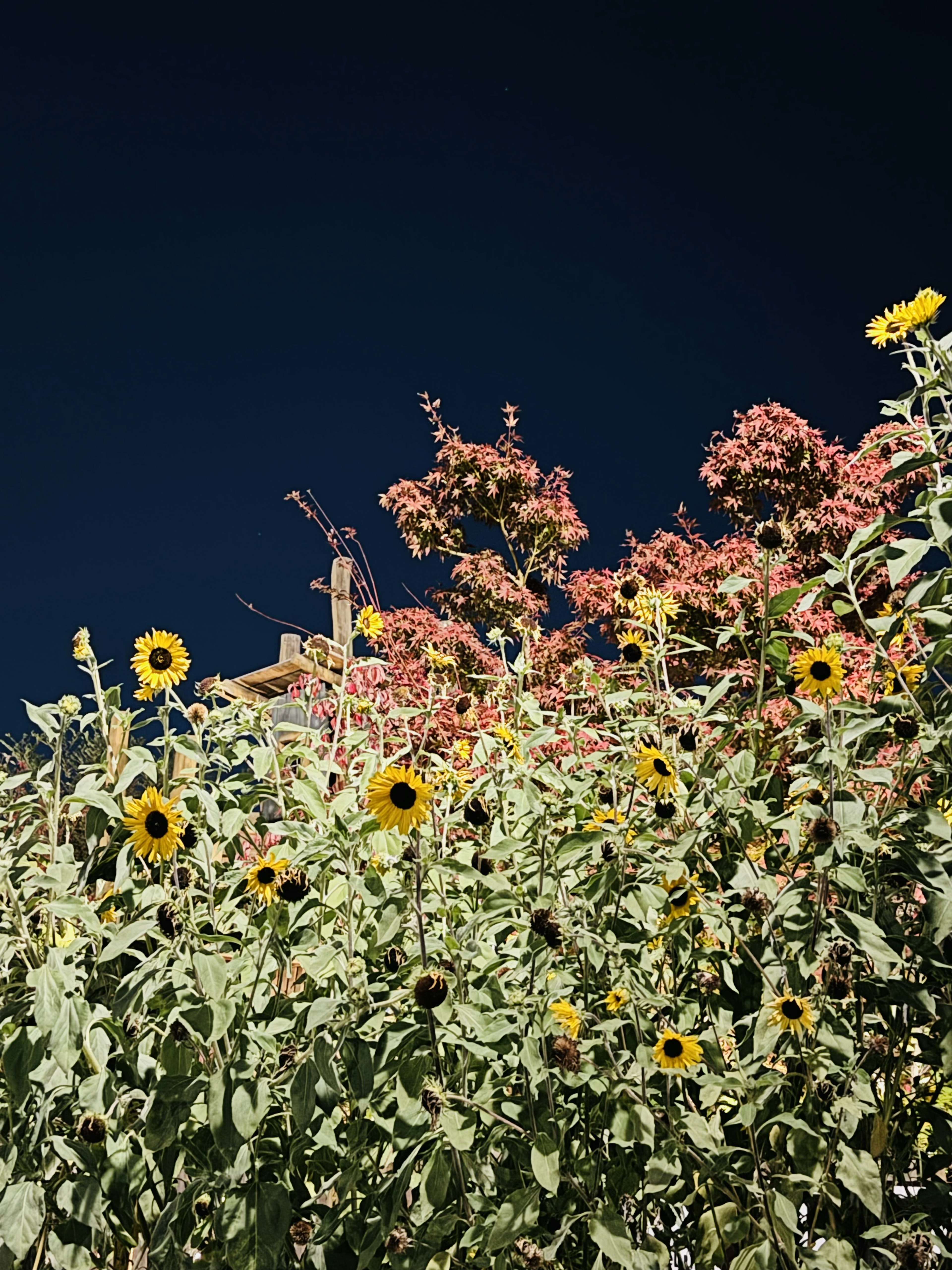 Sunflowers and colorful flowers blooming under a blue sky