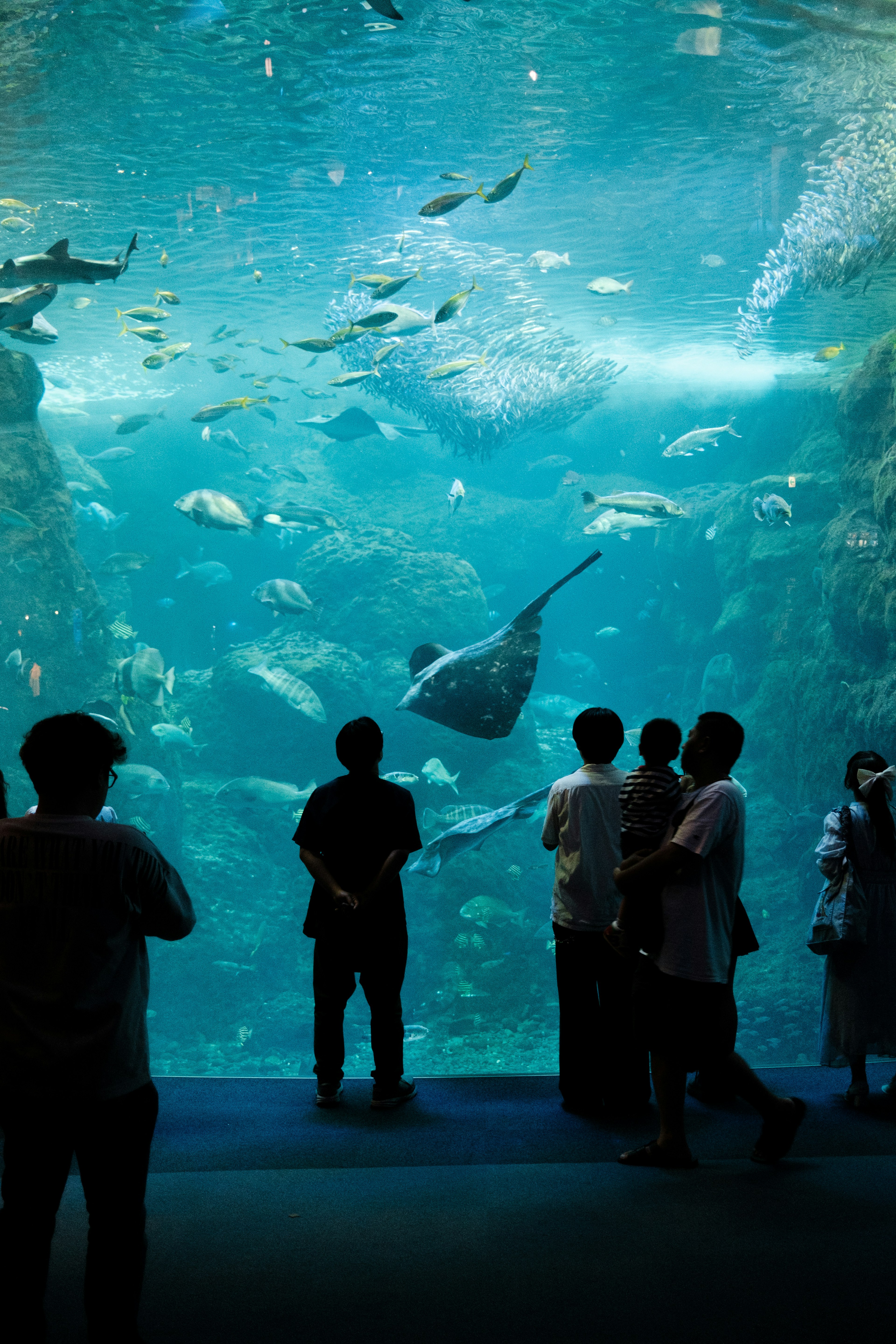 Besucher beobachten Rochen und Fische in einem Aquarium