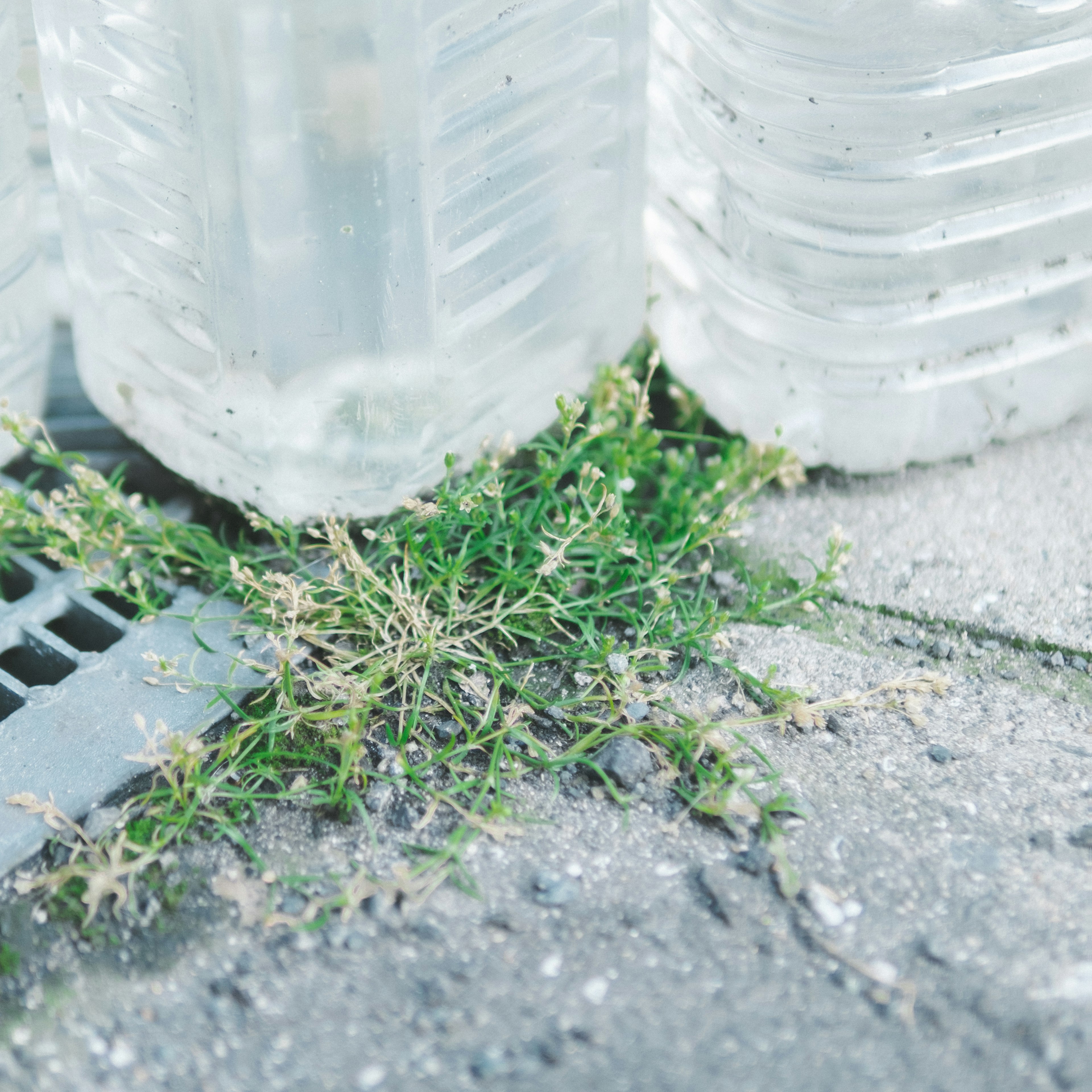 Botellas de agua transparentes junto a hierba verde que crece a través del concreto