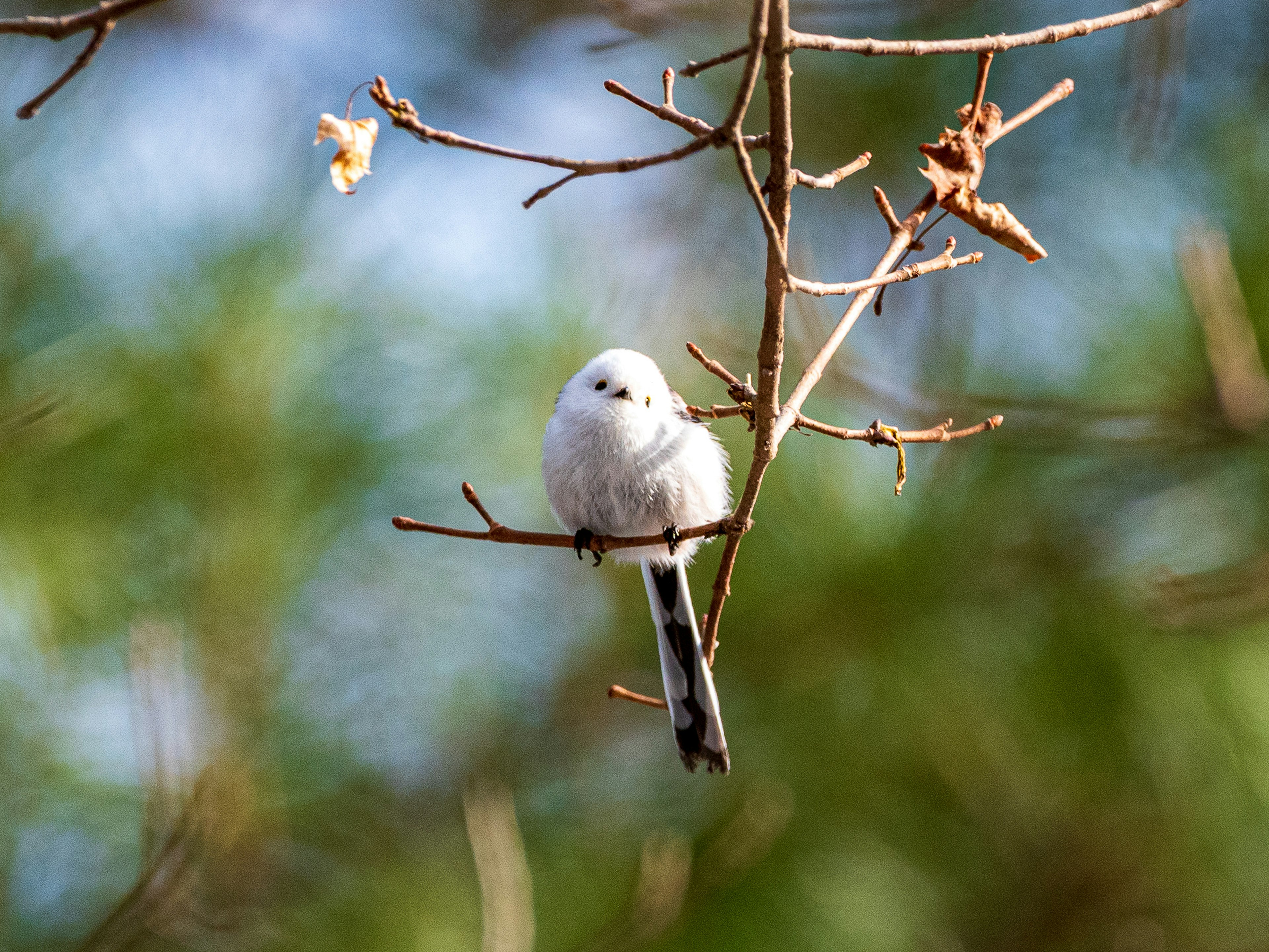 白い鳥が枝に止まっている自然の風景