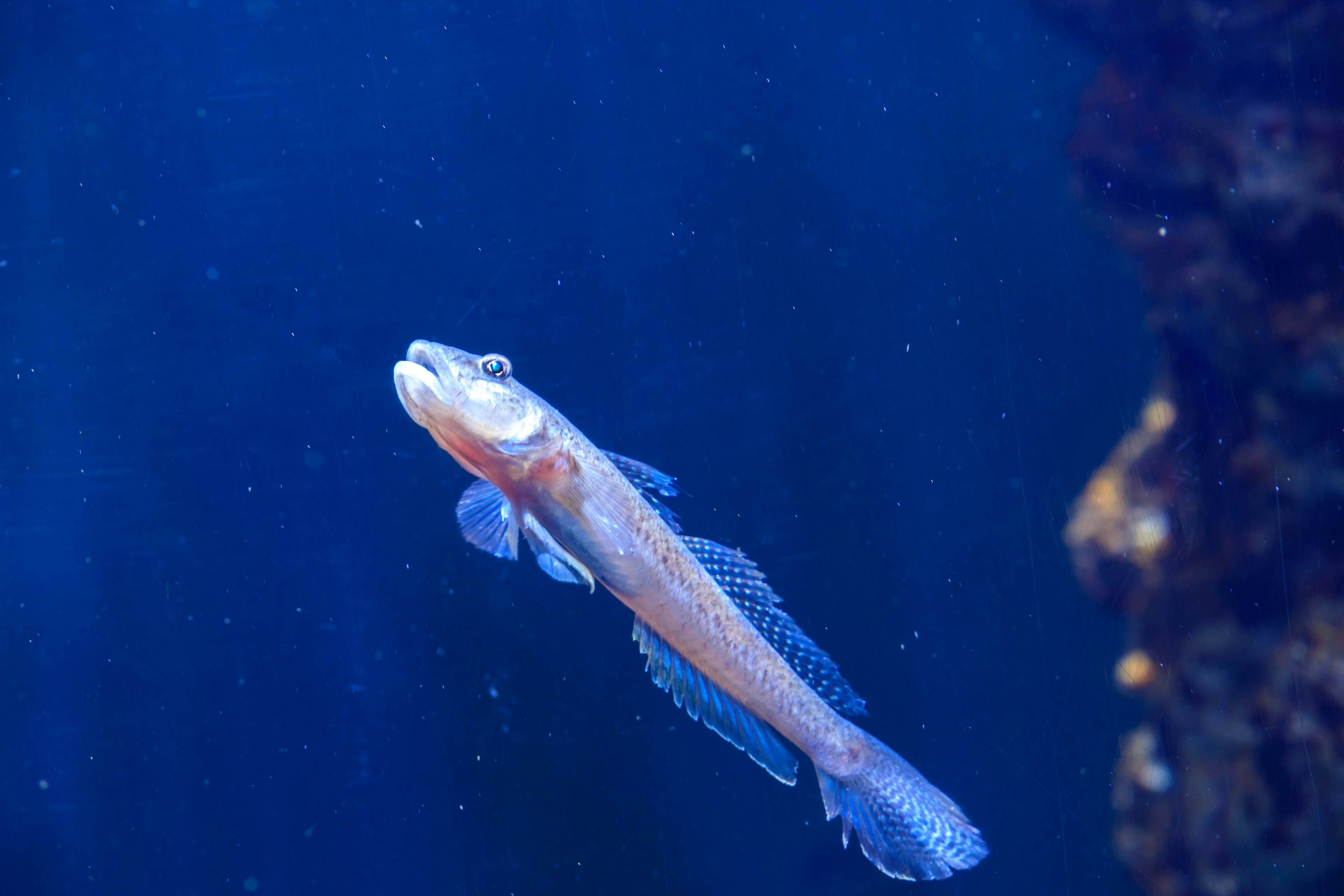 Ein Fisch schwimmt im blauen Wasser