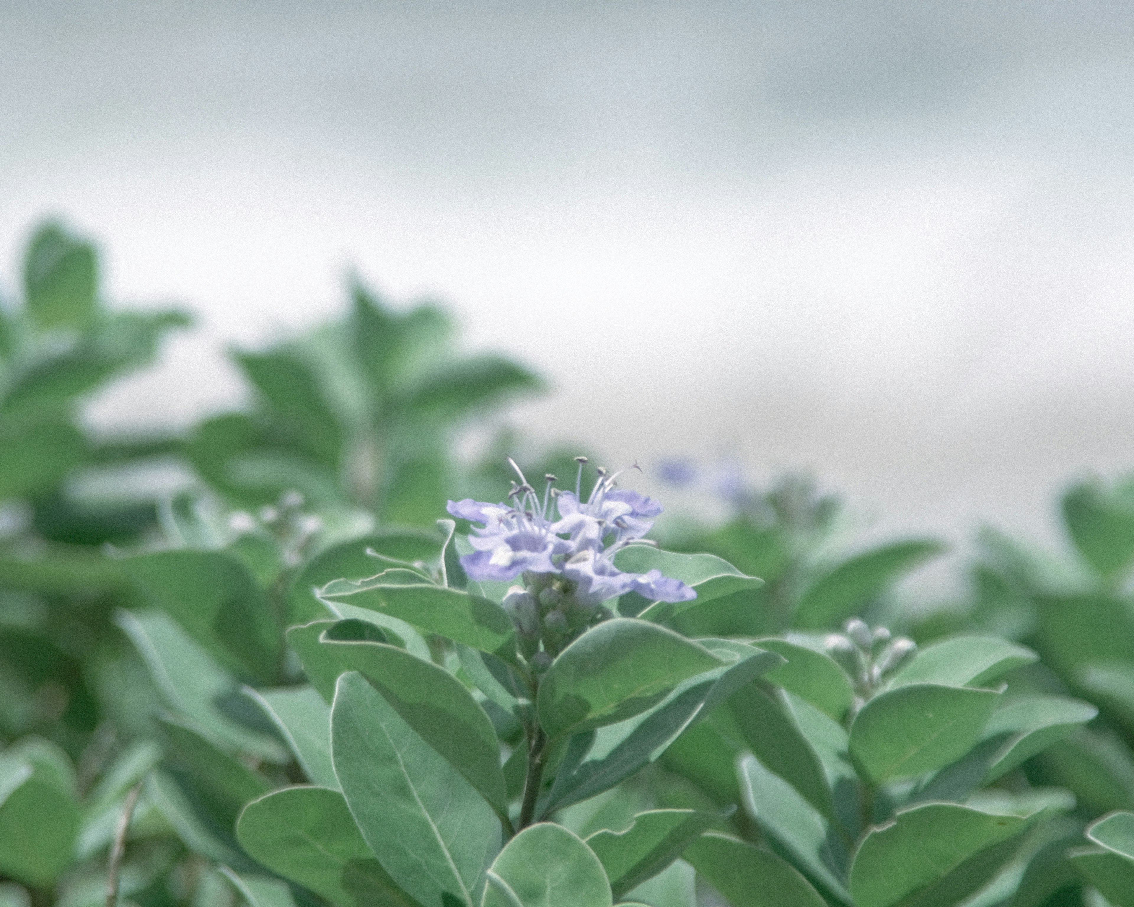 緑の葉の中に紫の花が咲いている海辺の植物