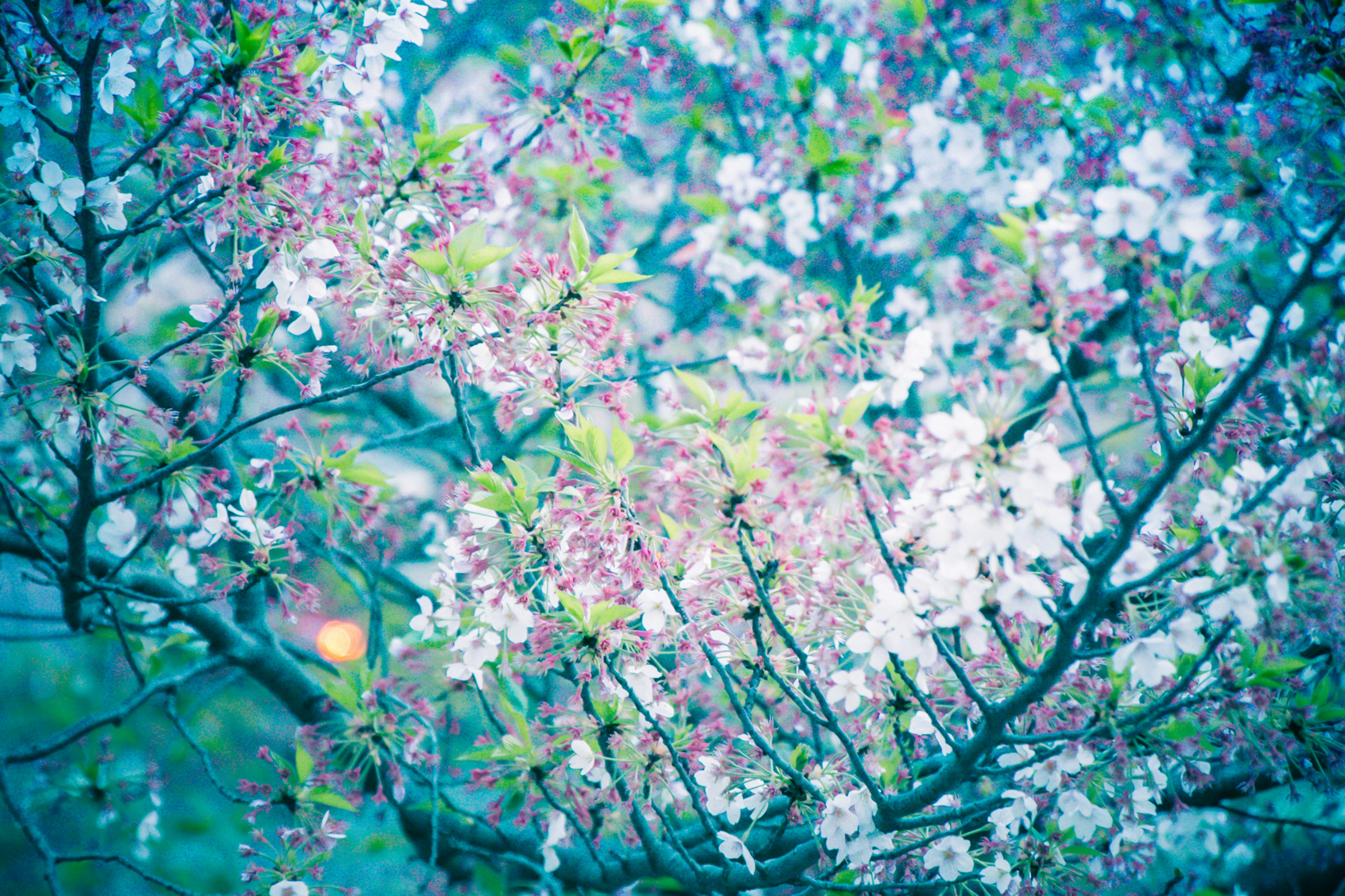 Close-up cabang pohon sakura menampilkan kelopak bunga merah muda dan putih yang indah