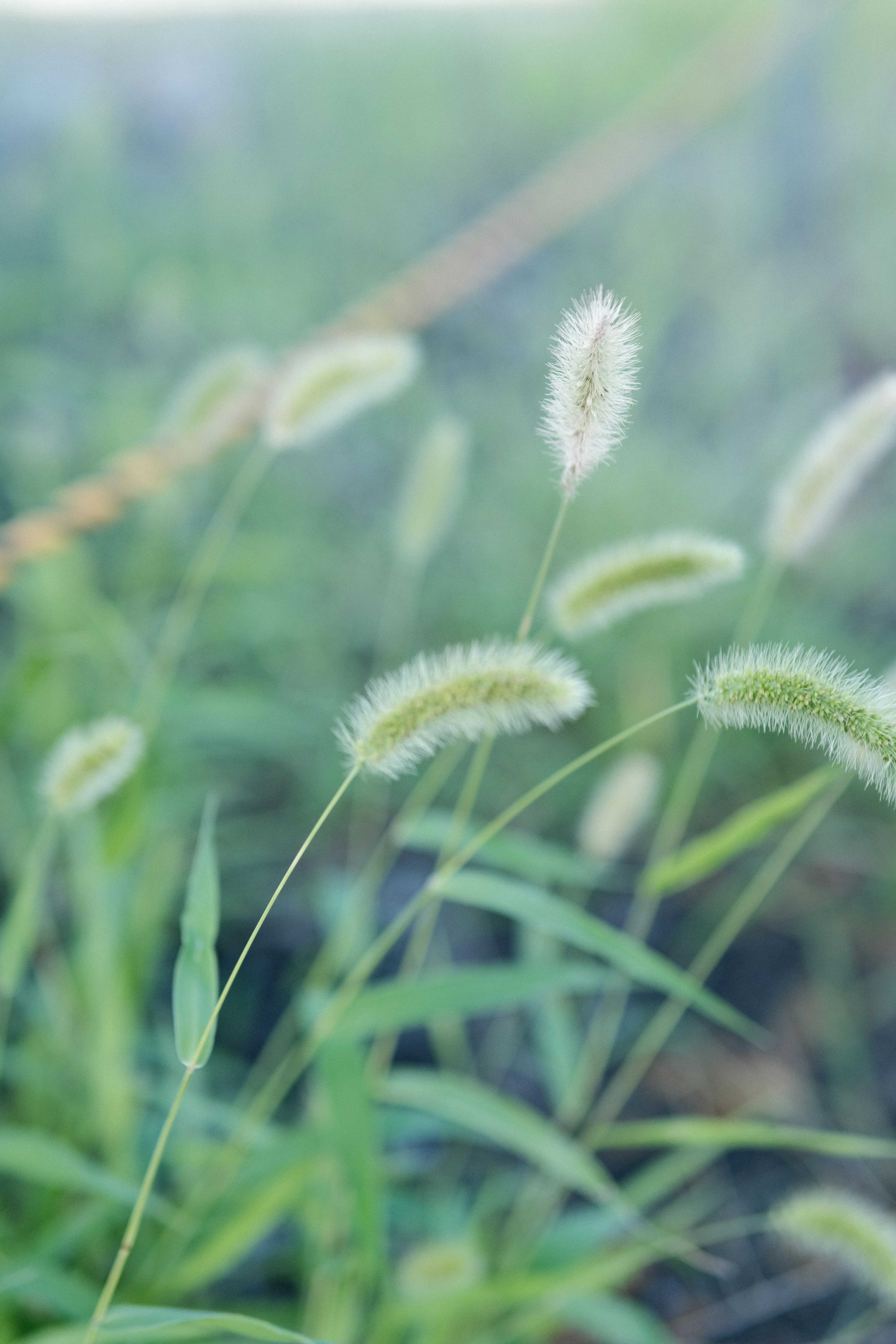 Ein grünes Grasfeld mit weißen flauschigen Samenköpfen, die sanft schwingen