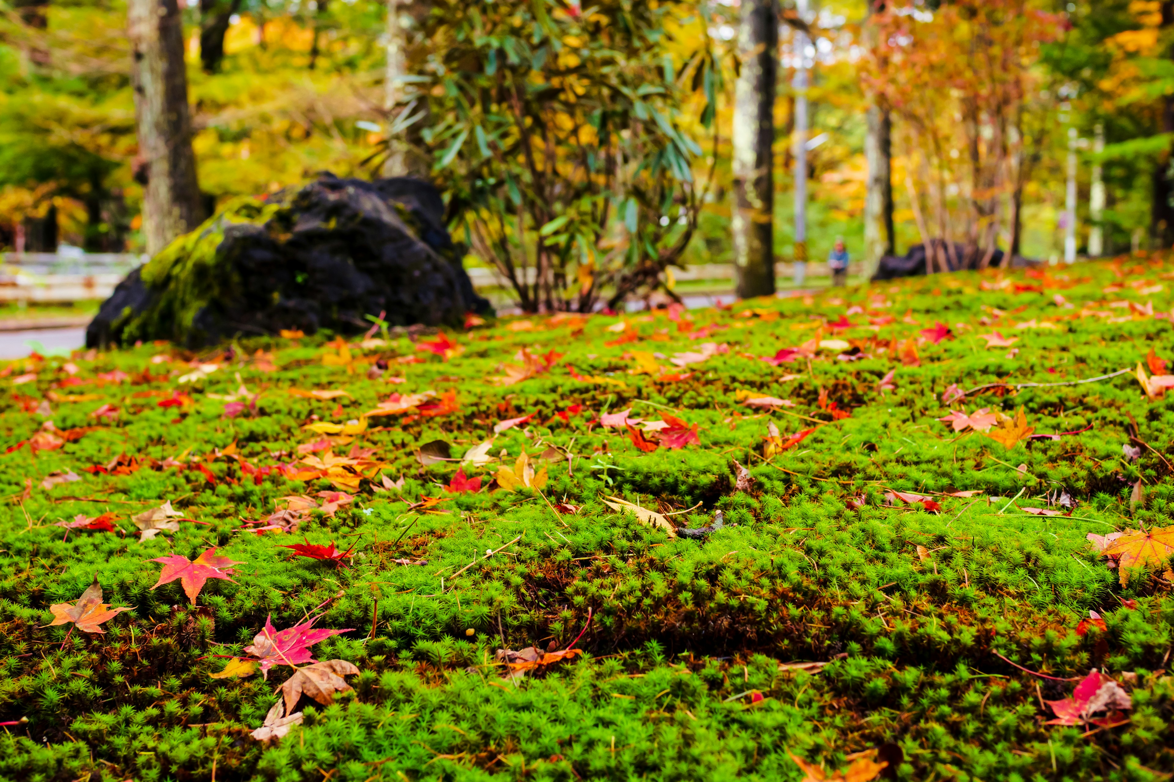 A landscape with green moss covered by scattered autumn leaves