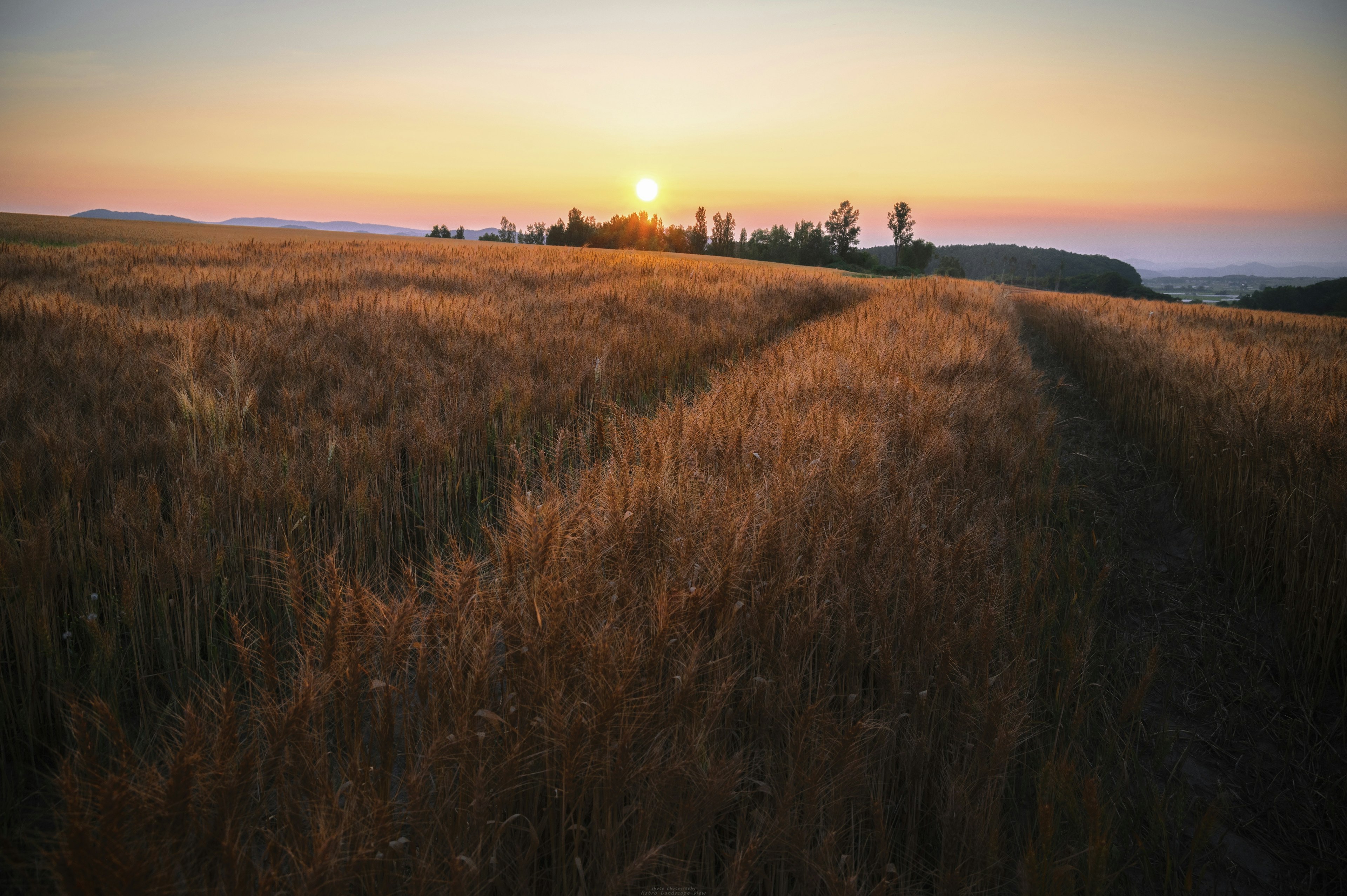 Amplio campo de trigo dorado bajo un cielo al atardecer