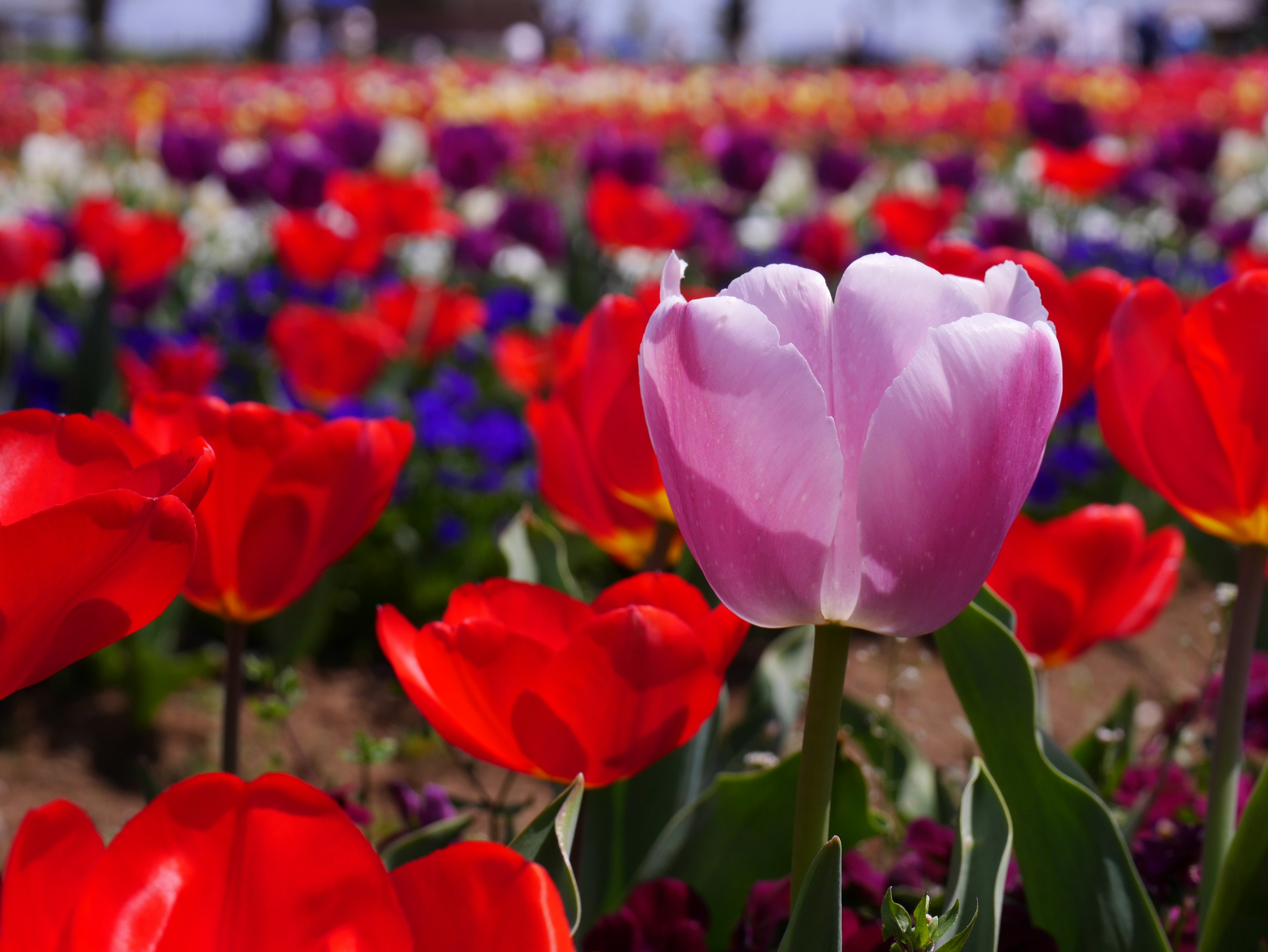 Un campo fiorito vibrante pieno di tulipani colorati con un tulipano rosa in evidenza al centro