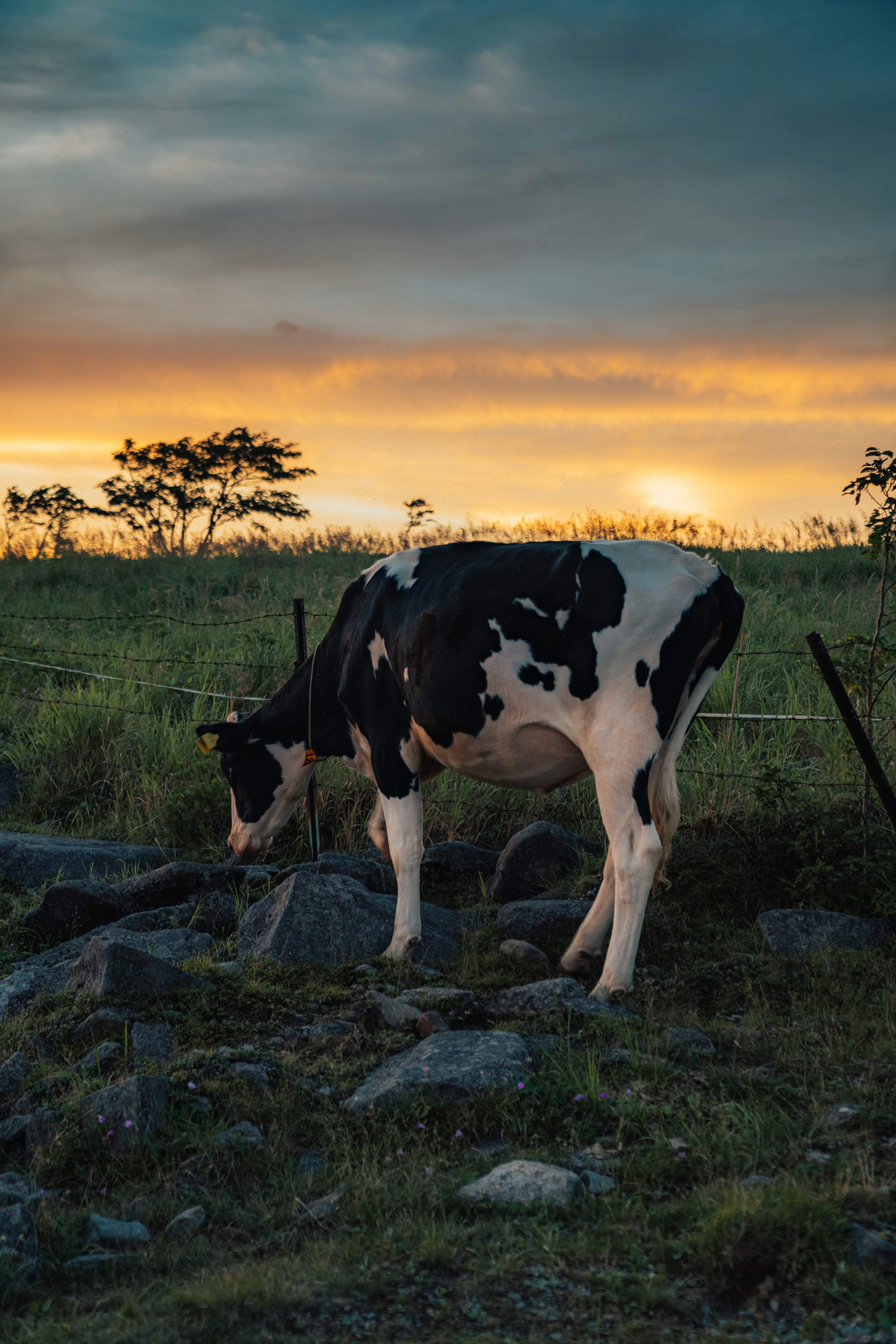 Vache noire et blanche paissant dans un paysage au coucher du soleil