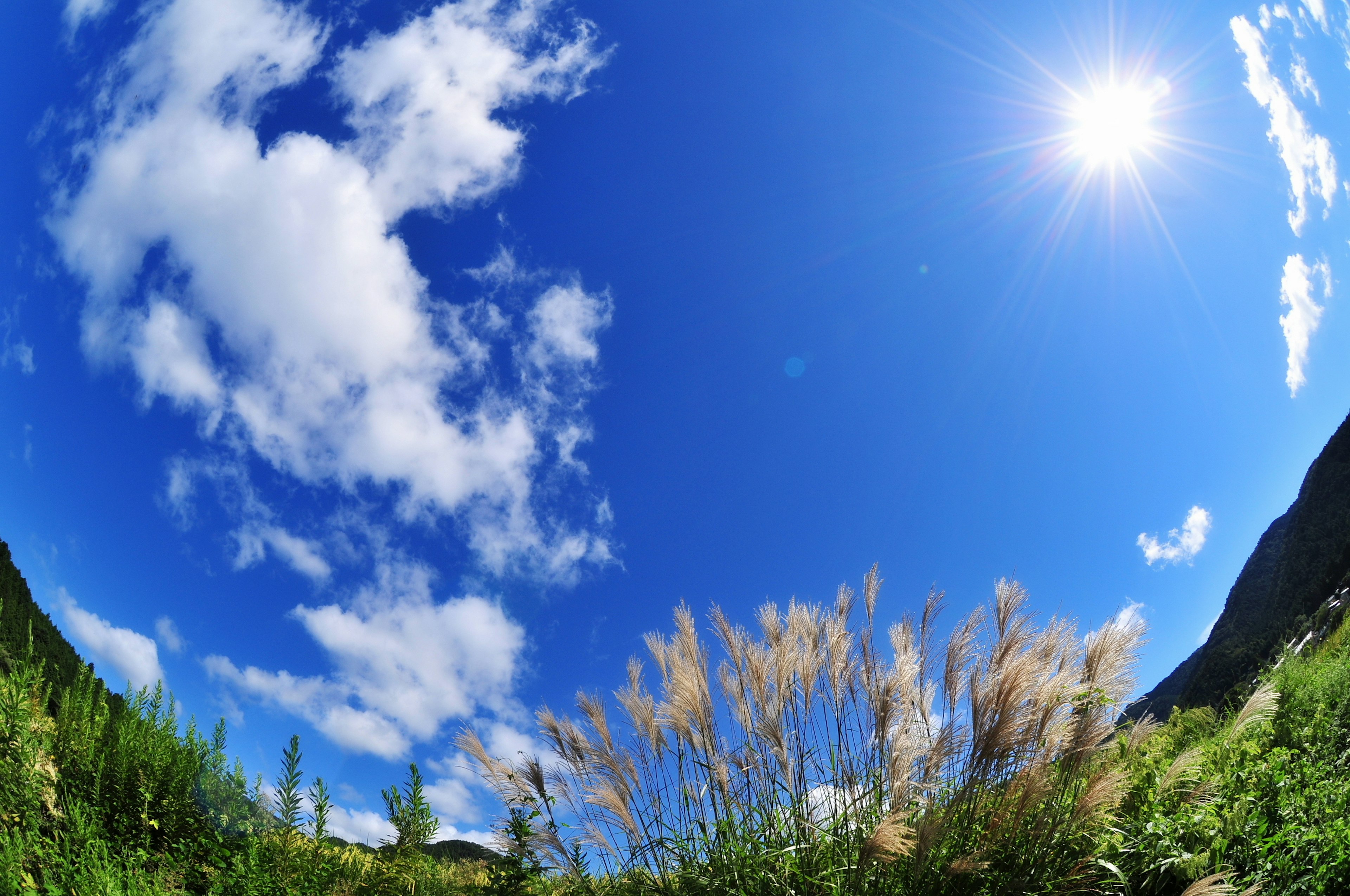 Vibrant blue sky with white clouds golden grass swaying in the foreground