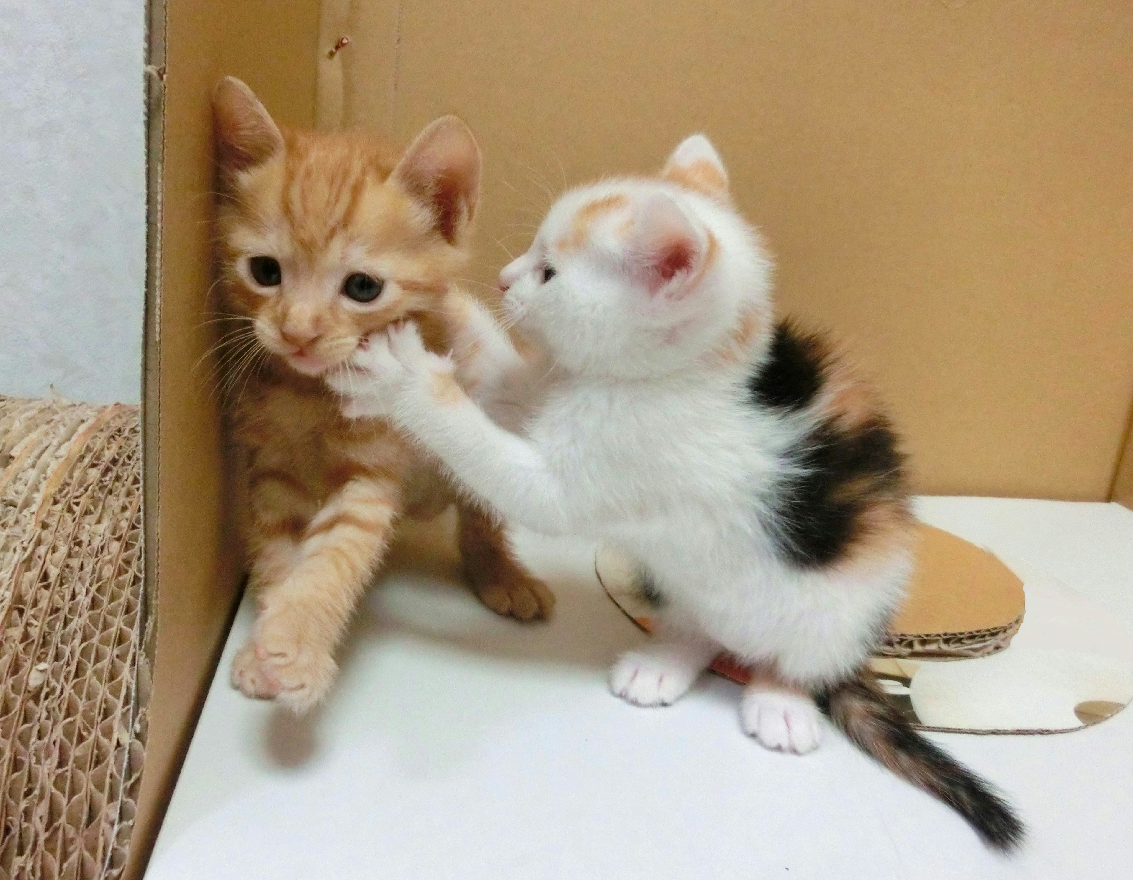 Due gattini giocosi un tabby arancione e un gattino calico che interagiscono