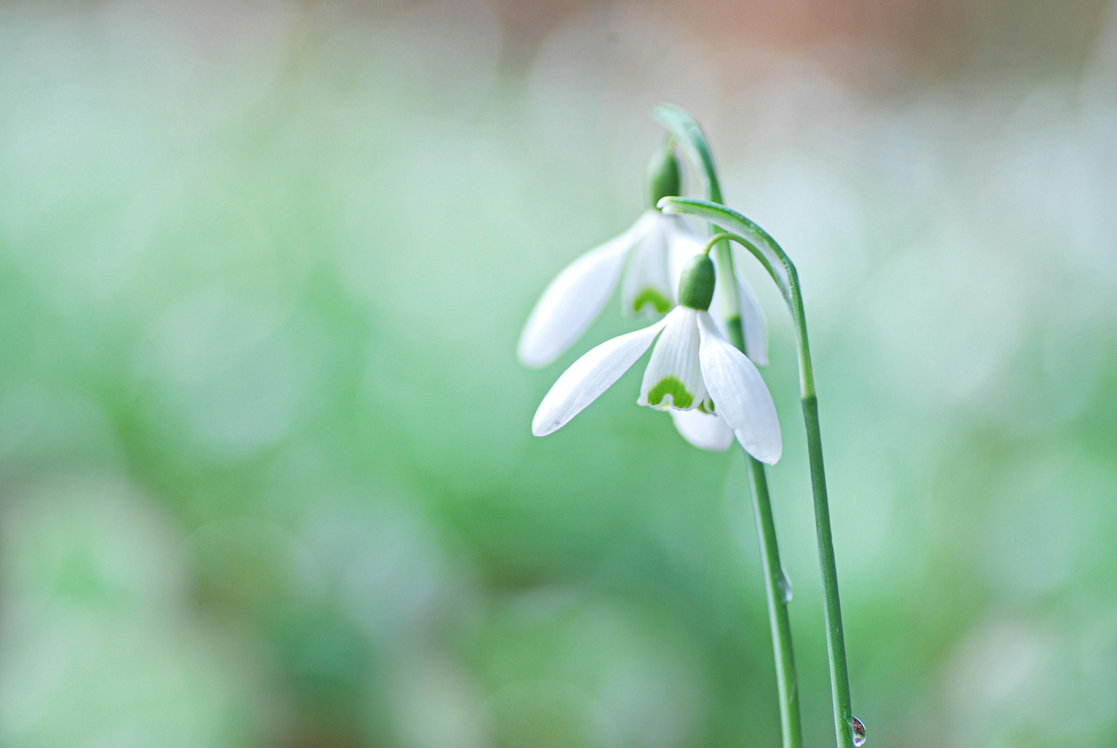 Flores de campanilla de nieve floreciendo en un fondo verde suave