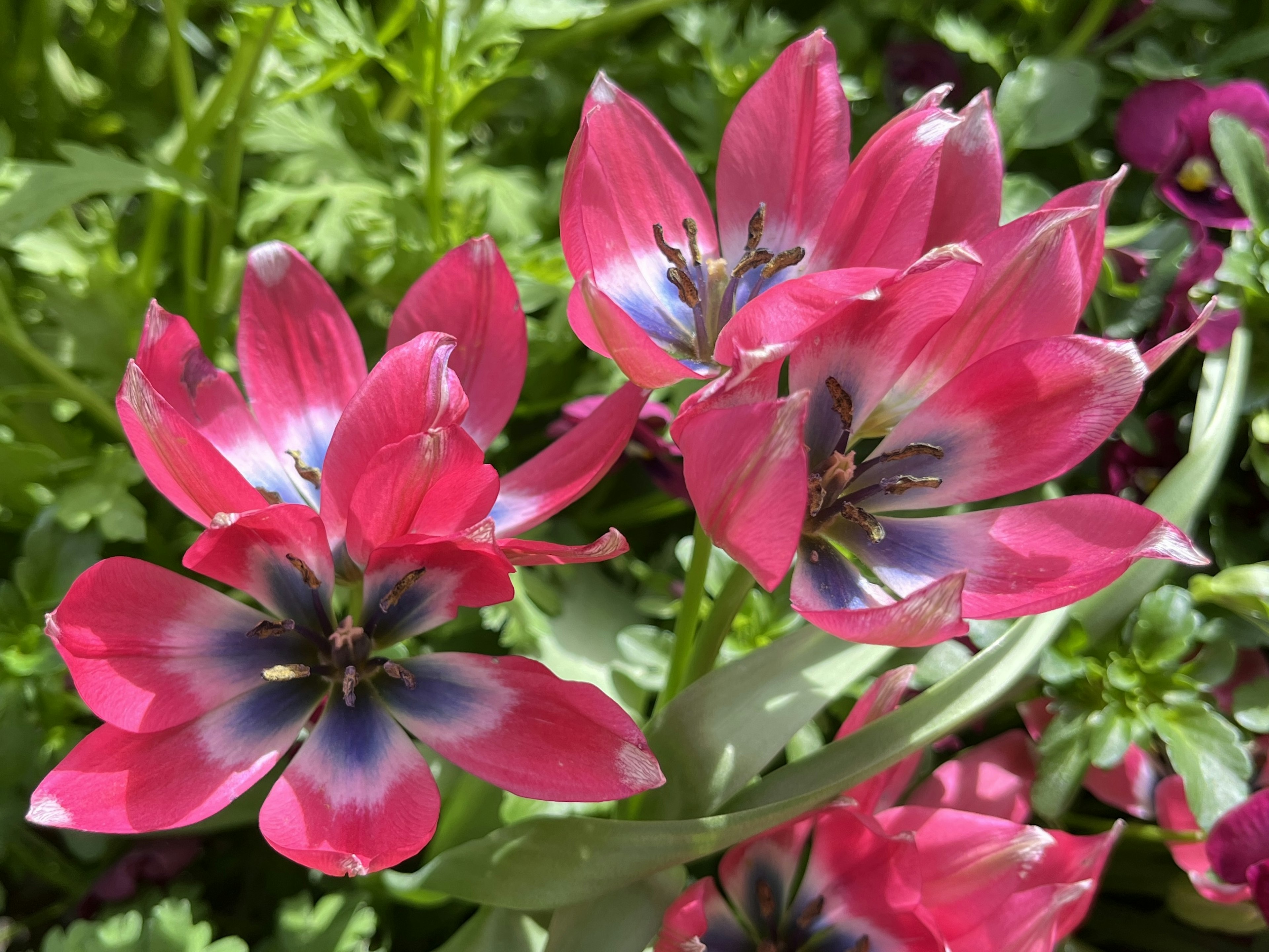 鮮やかなピンクの花びらを持つチューリップの花が咲いている